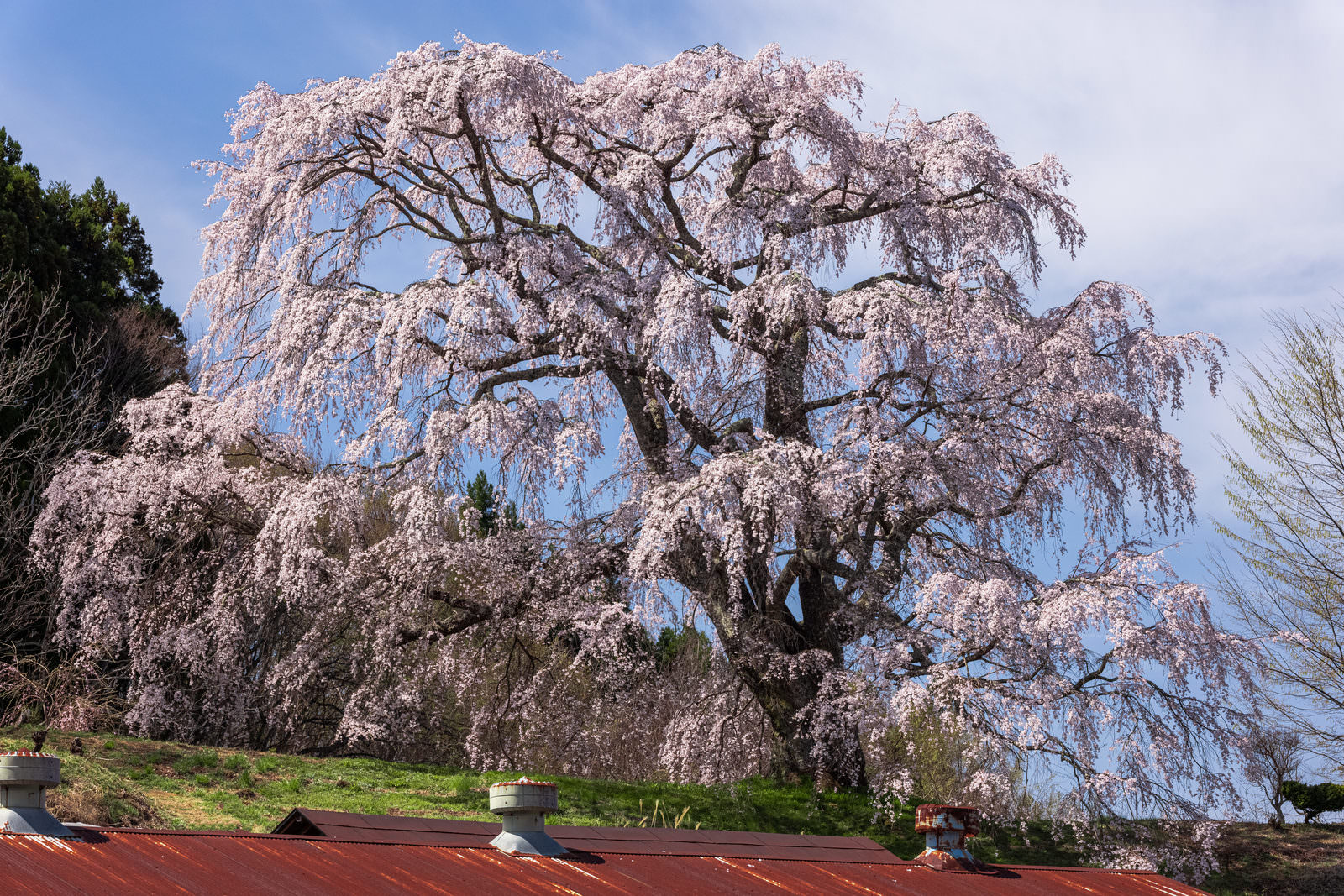 「錆び付いたトタン屋根と五斗蒔田桜 | フリー素材のぱくたそ」の写真