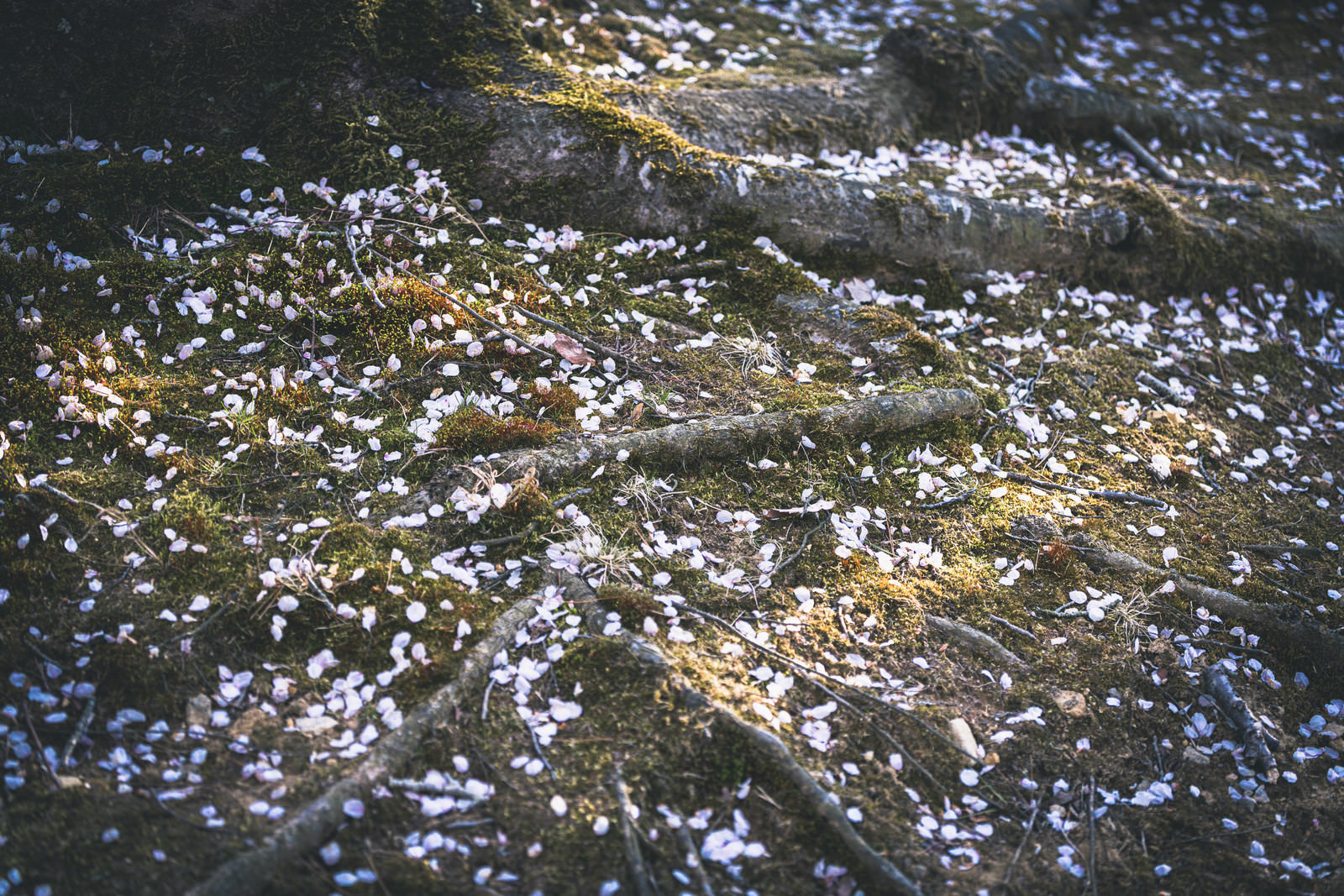 「地を這う桜の根と花屑（逢瀬公園）」の写真
