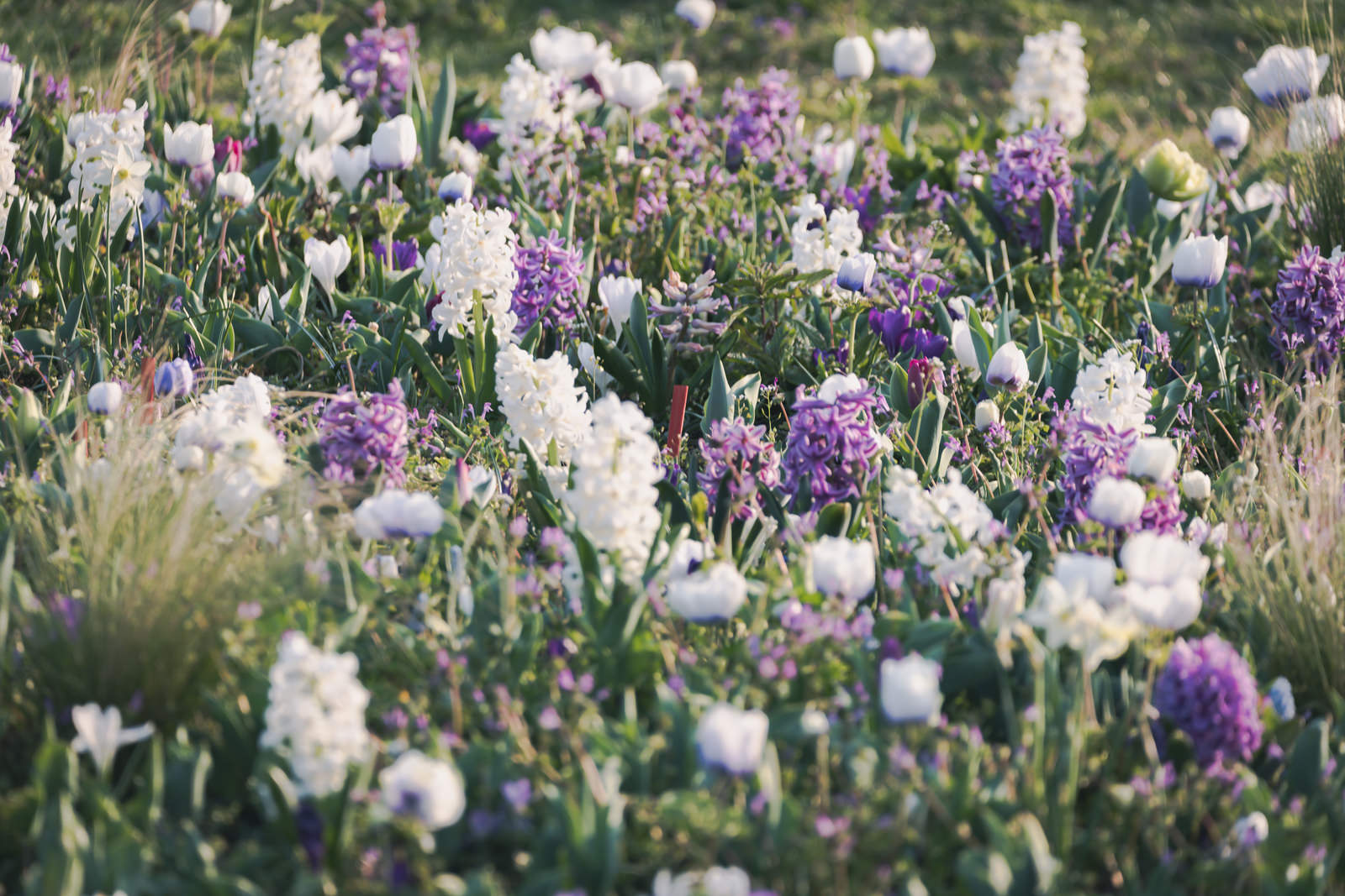 「春の訪れと花壇」の写真
