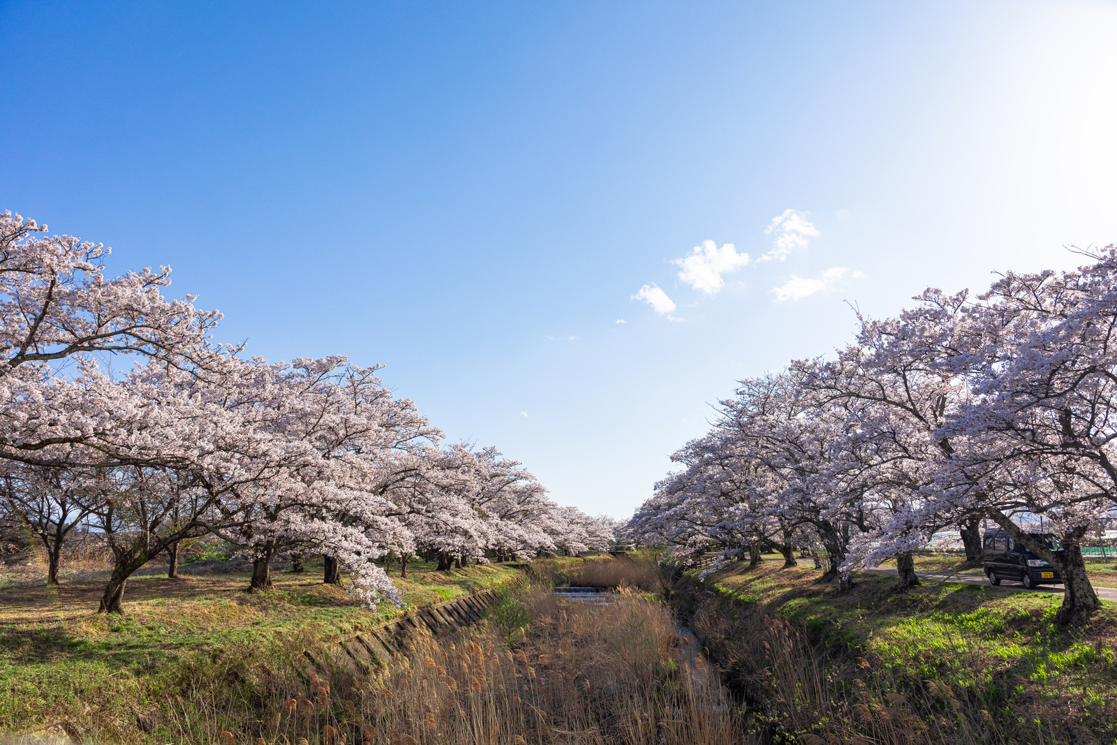 「笹原川の両岸に咲く桜並木」の写真