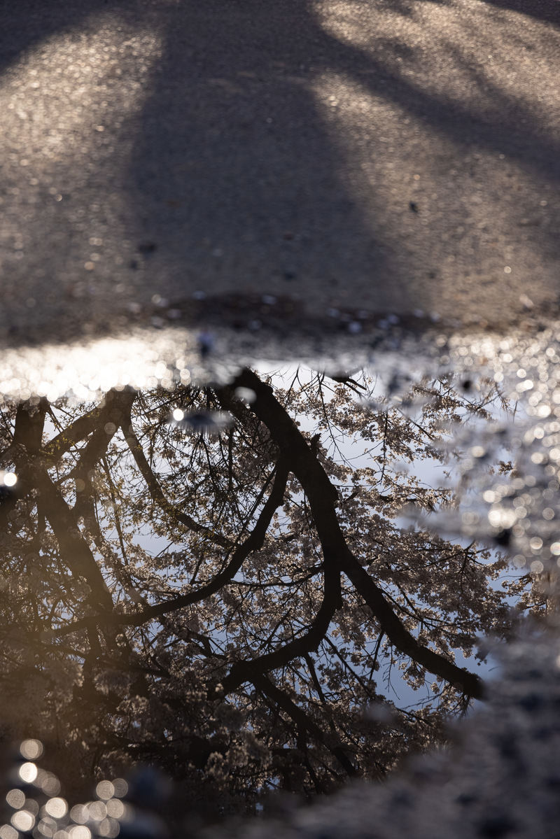 「水溜りに反射する笹原川千本桜 | フリー素材のぱくたそ」の写真