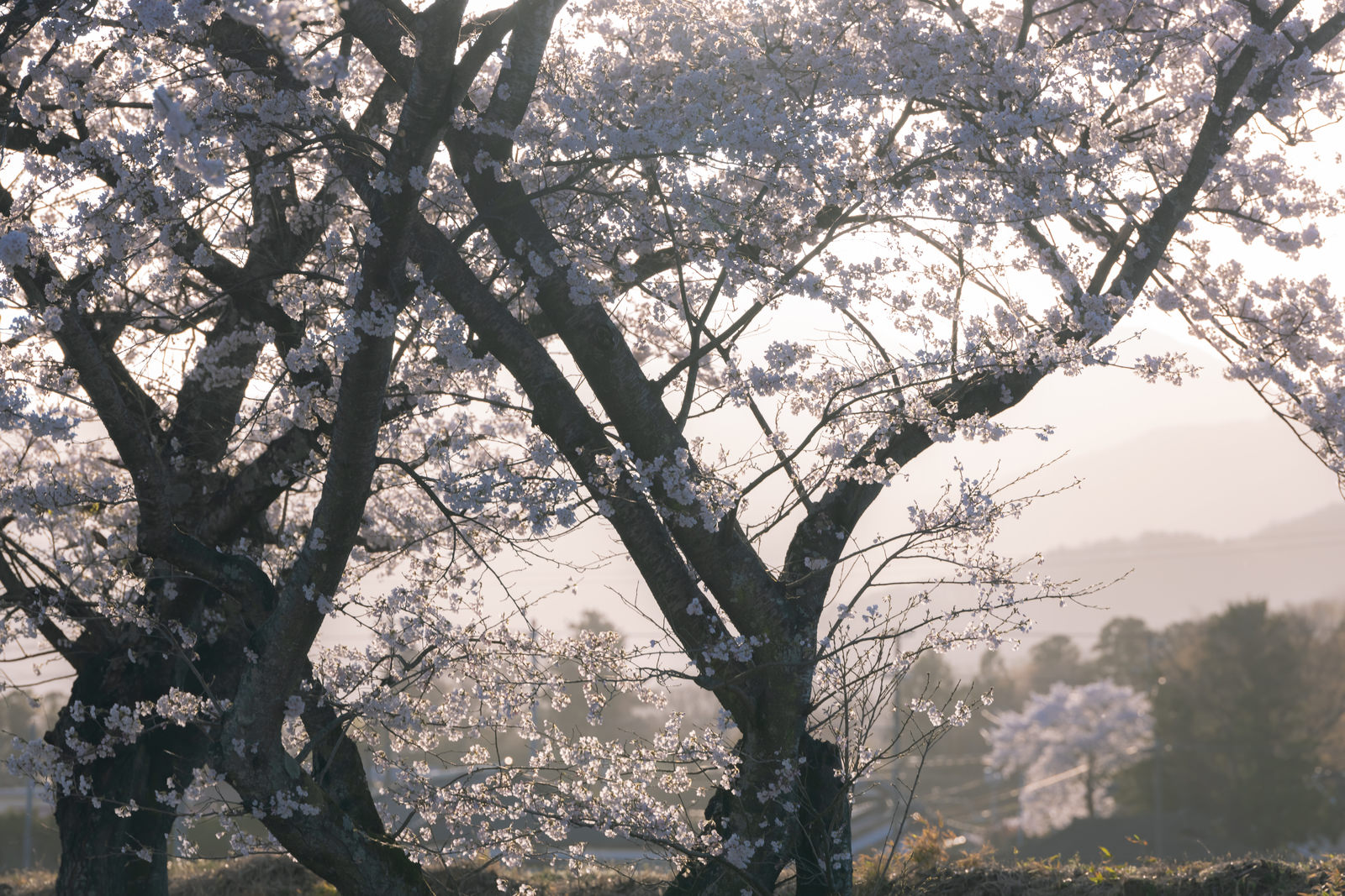 「霞の中の笹原川千本桜 | フリー素材のぱくたそ」の写真