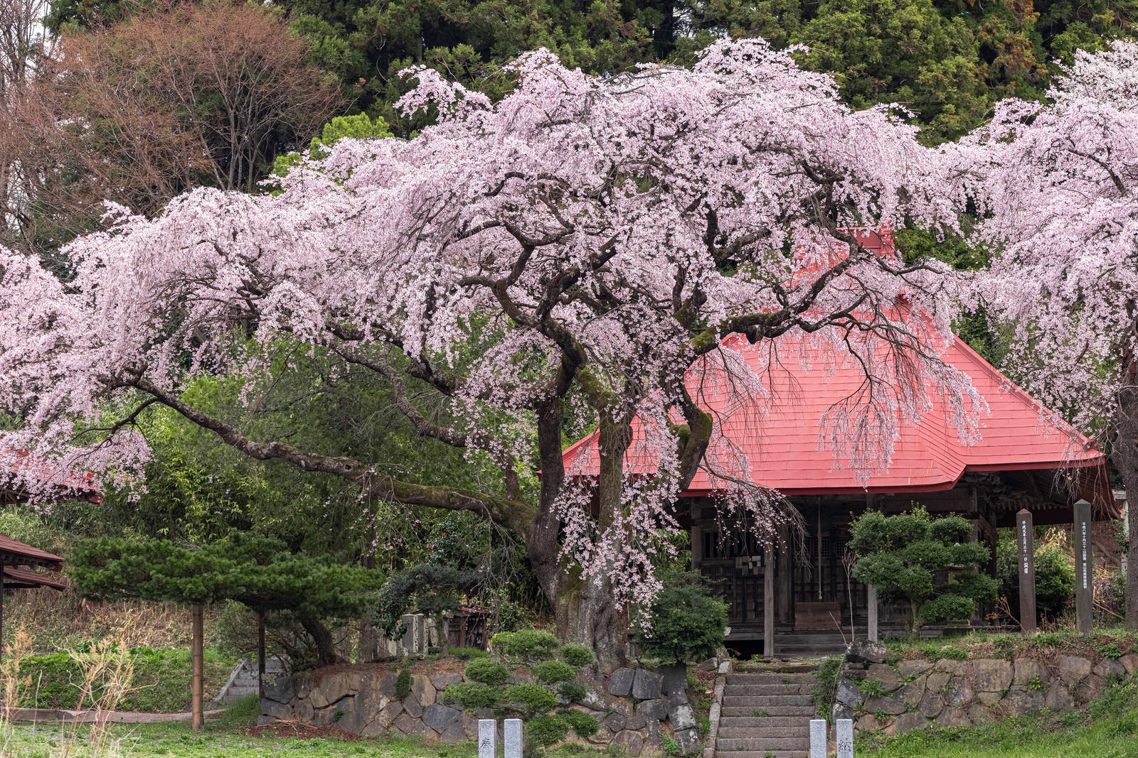 「満開の水月観音堂桜」の写真