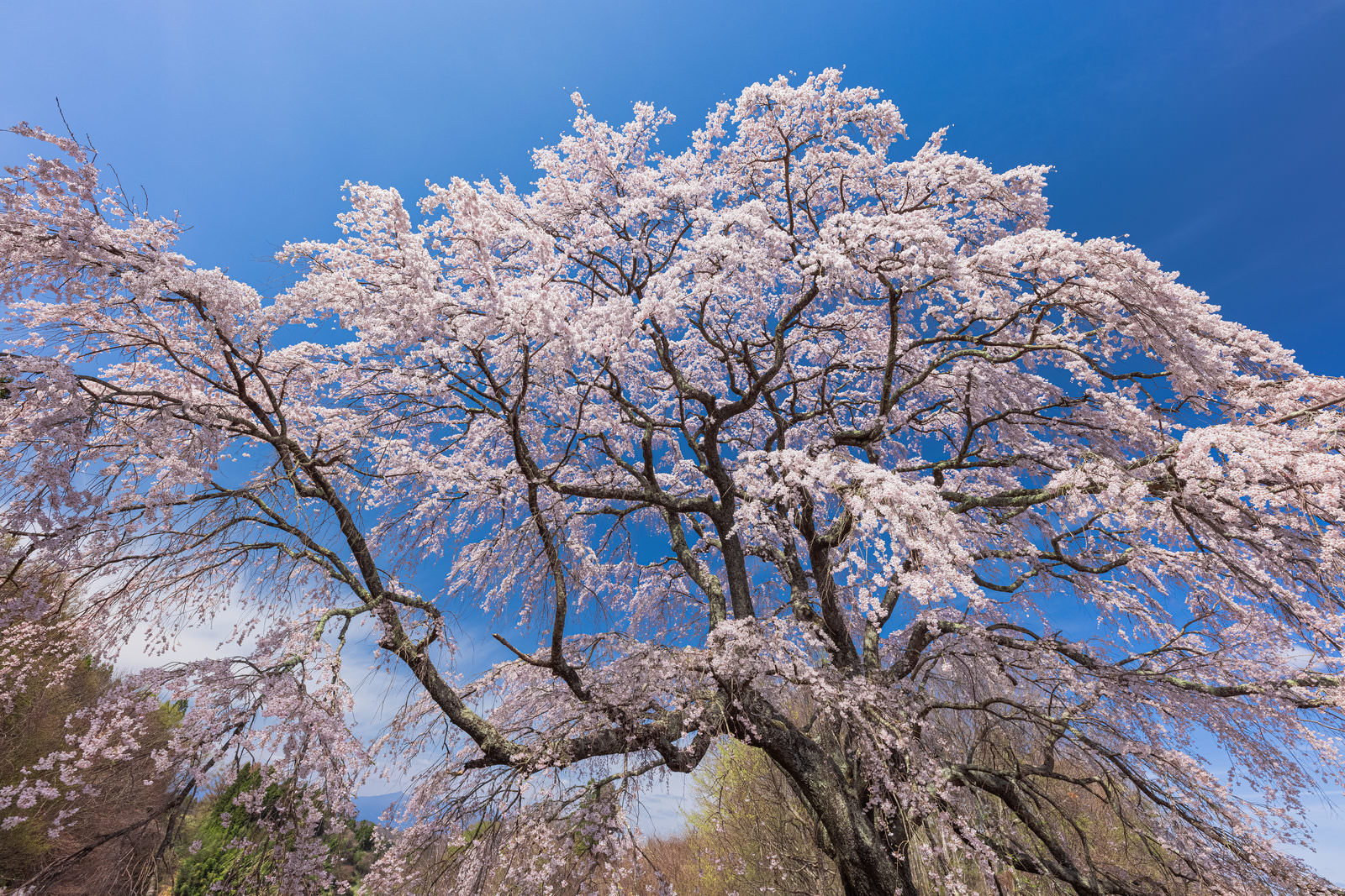 「樹齢約150年のエドヒガン「五斗蒔田の桜」 | フリー素材のぱくたそ」の写真