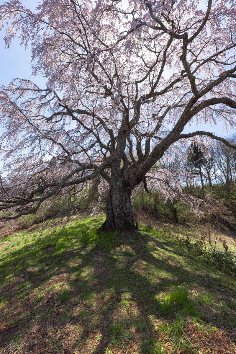 「地面に伸びる五斗蒔田桜の影 | フリー素材のぱくたそ」の写真