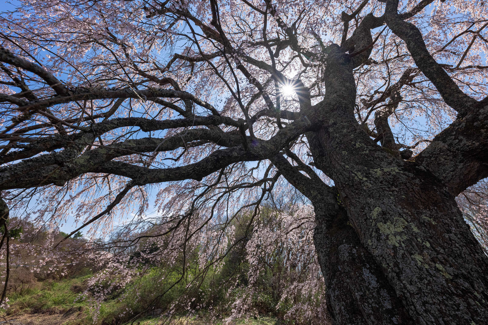 「力強く咲く五斗蒔田の桜 | フリー素材のぱくたそ」の写真