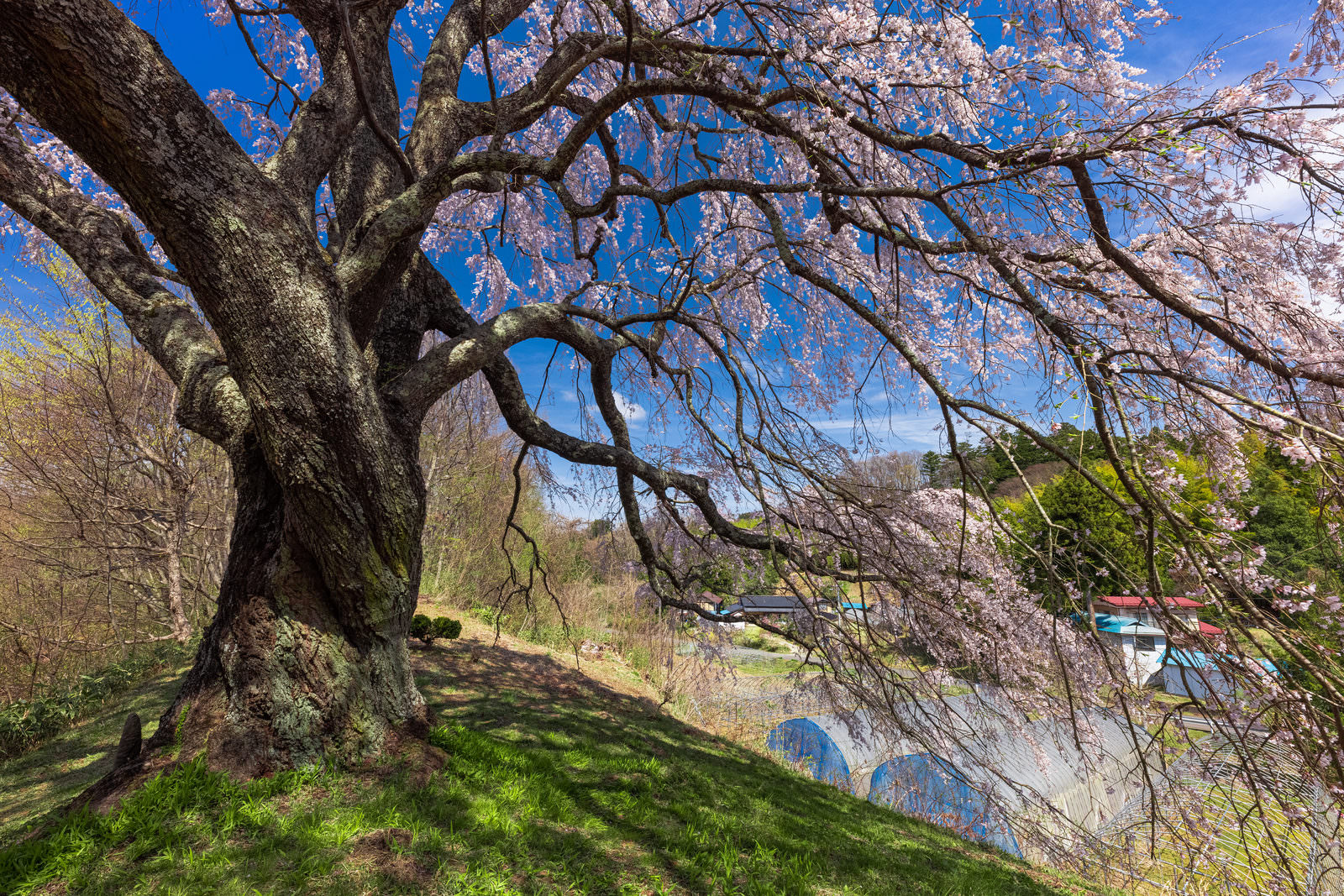 「土手の上に咲く五斗蒔田の桜 | フリー素材のぱくたそ」の写真