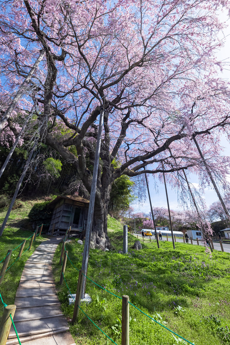 「地蔵堂へ続く木道と紅枝垂地蔵桜」の写真