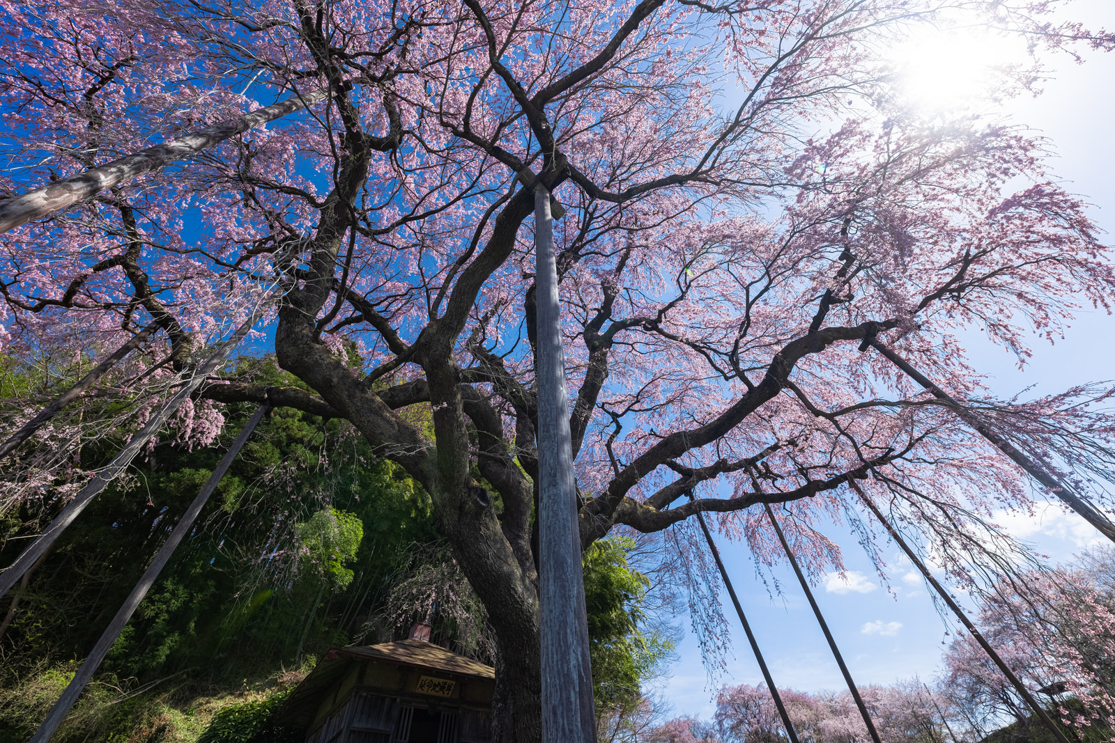 「根本から見上げる紅枝垂地蔵桜 | フリー素材のぱくたそ」の写真