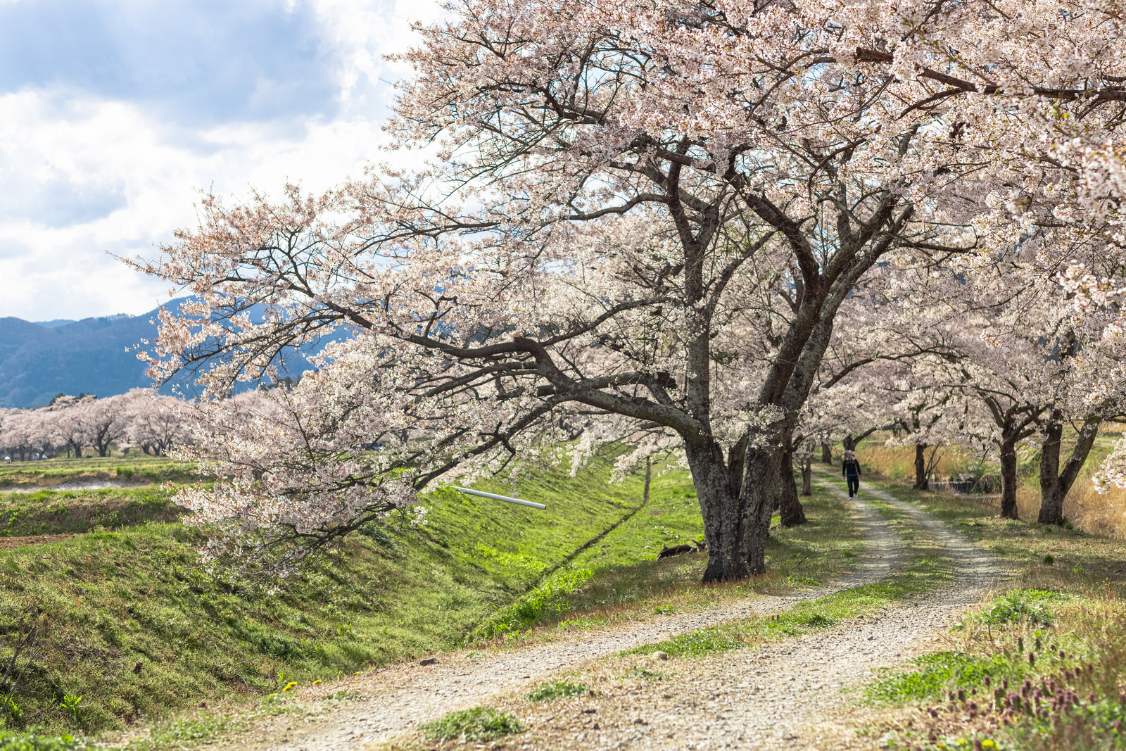 「笹原川の千本桜に進む道 | フリー素材のぱくたそ」の写真