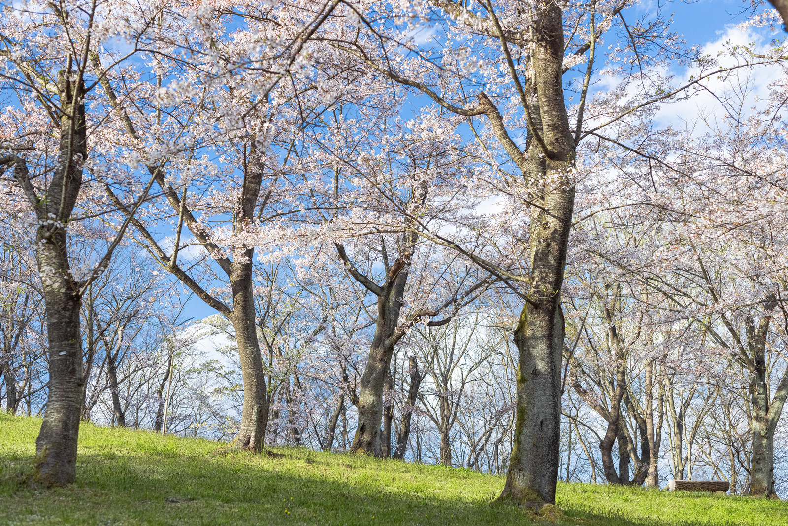 郡山市にある逢瀬公園の桜の写真素材 ぱくたそ