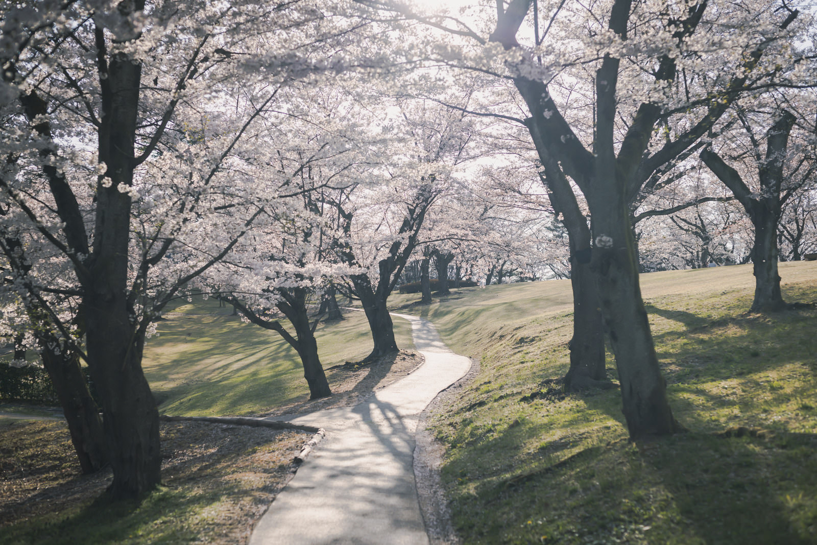 「満開の桜を見るコース（逢瀬公園） | フリー素材のぱくたそ」の写真