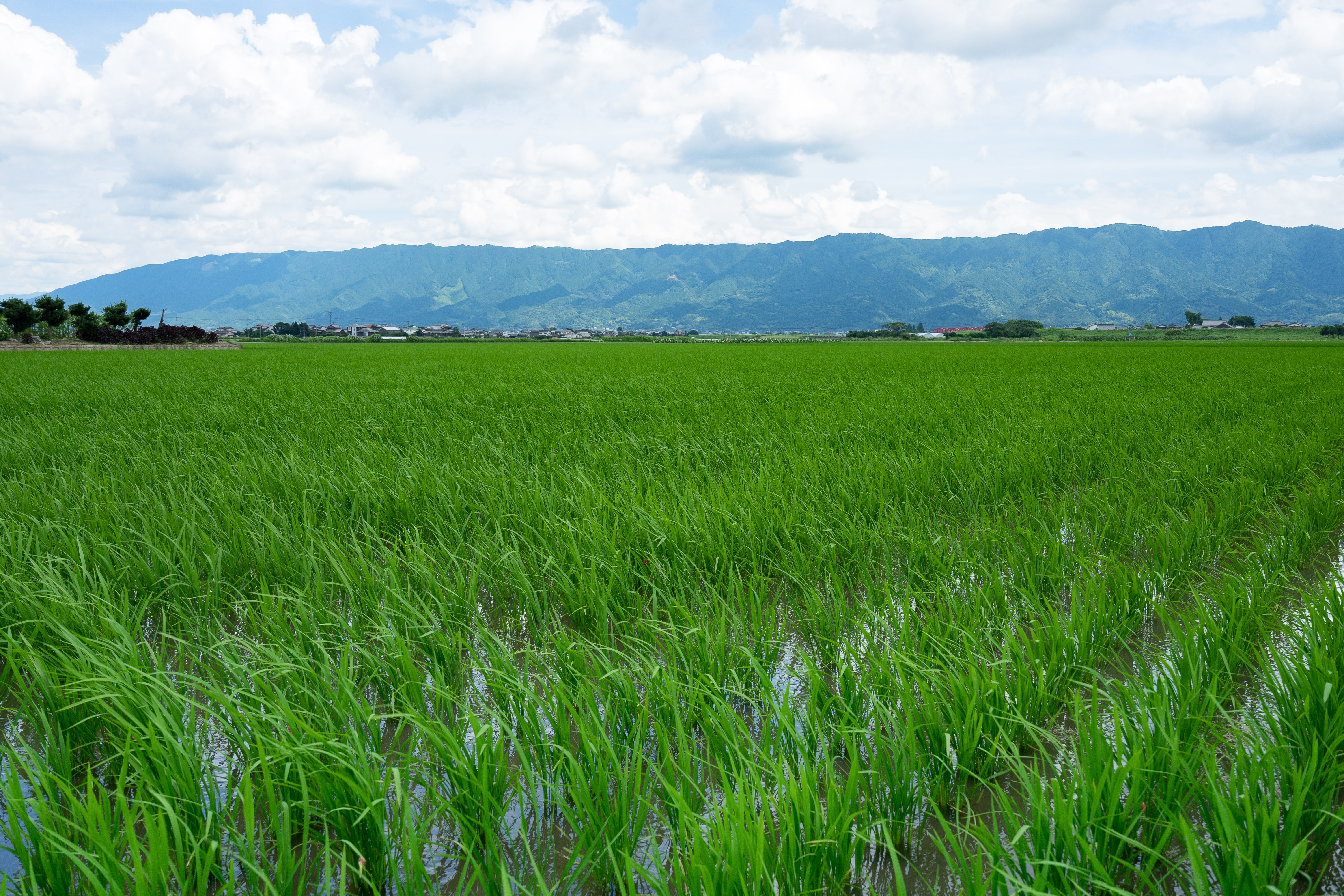 初夏の水田の写真を無料ダウンロード フリー素材 ぱくたそ 初夏の水田の写真を無料ダウンロード フリー素材 ぱくたそ
