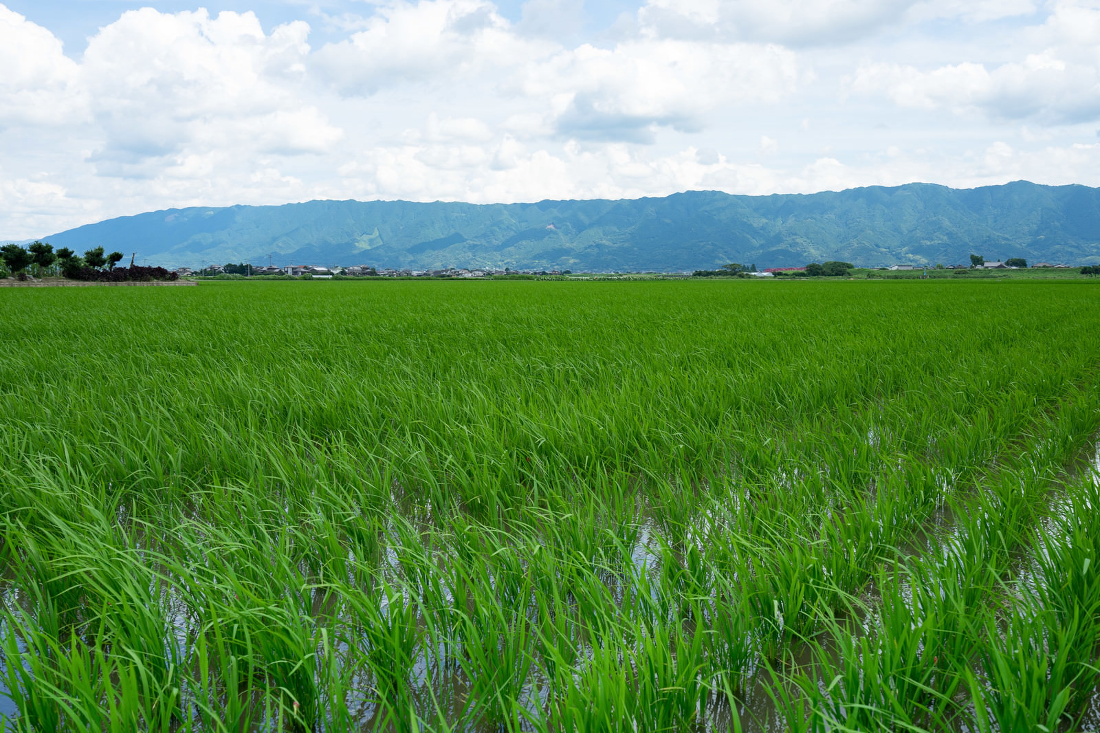 「初夏の水田初夏の水田」のフリー写真素材を拡大