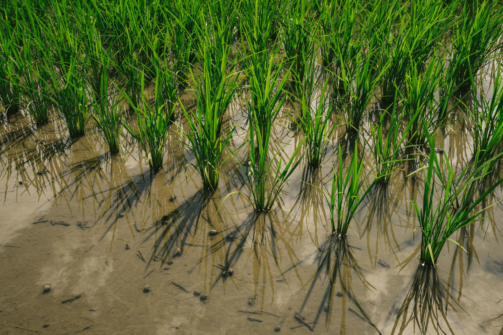 「田植え後の稲 | フリー素材のぱくたそ」の写真
