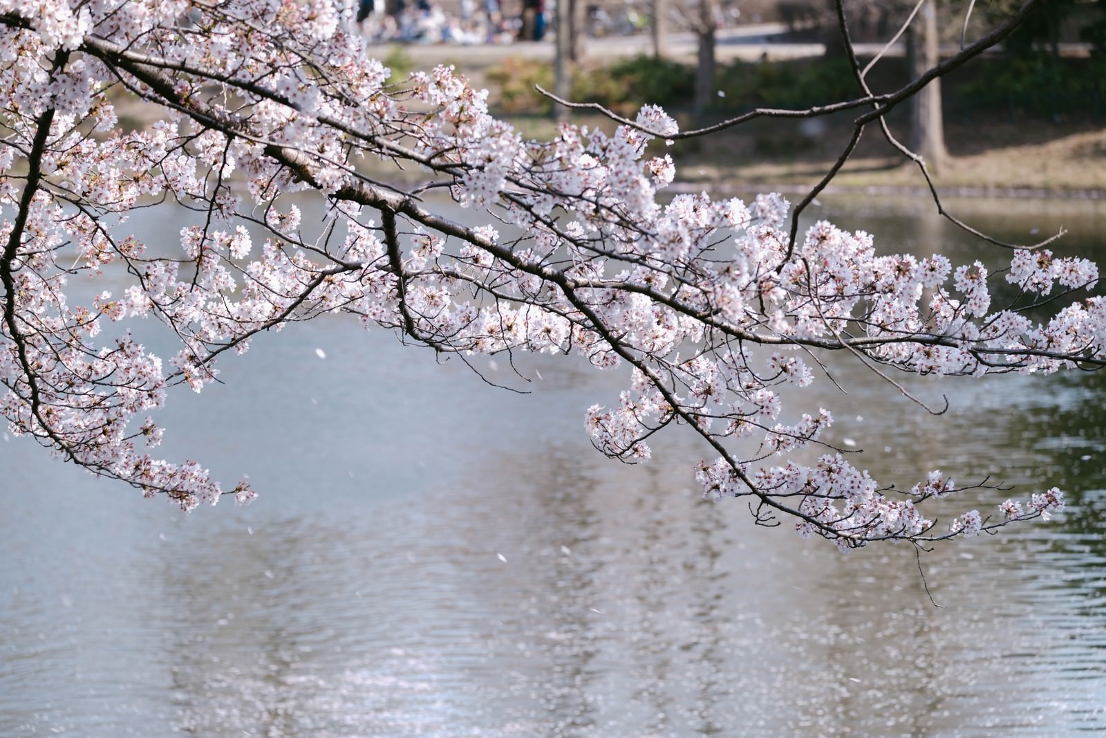 「春風と川越の桜」