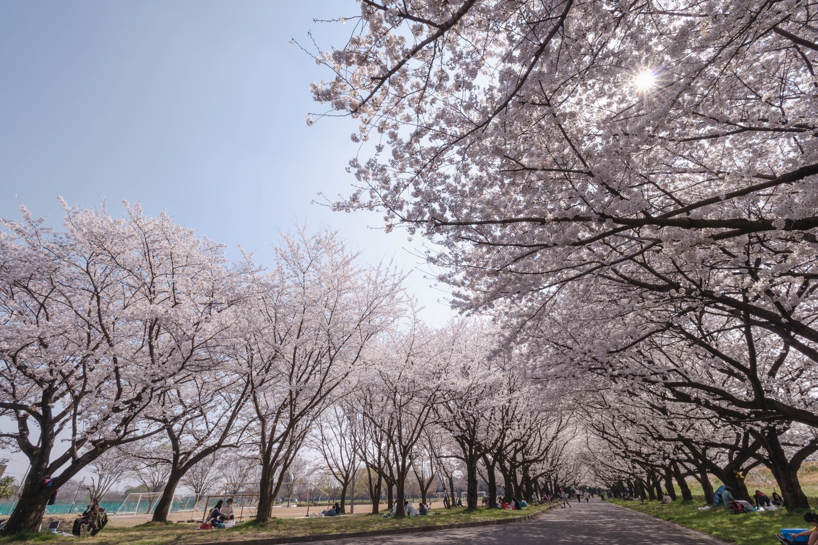 桜並木と花見を楽しむ人たちの写真素材 ぱくたそ