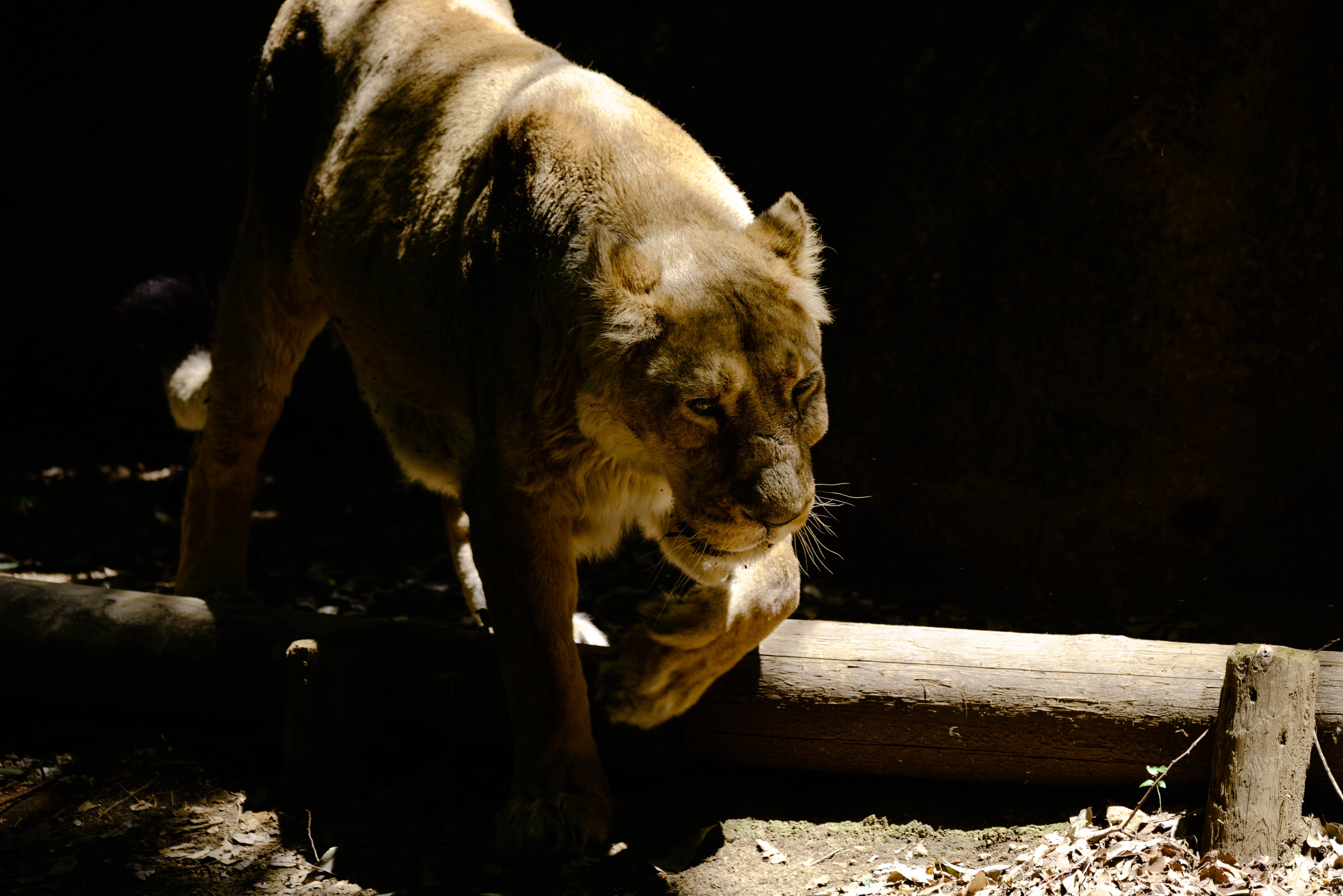 暗闇から突然現れる猛獣 ライオン の写真 画像 フリー素材 ぱくたそ