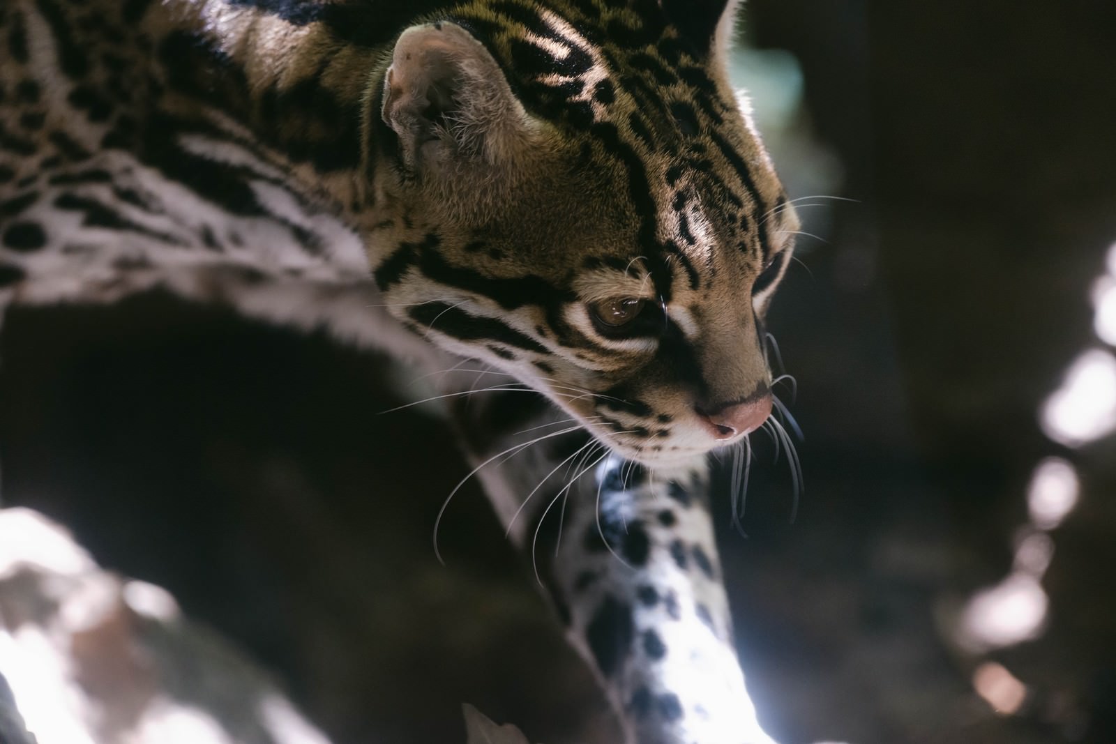 しなやかななオセロット 猫 の写真素材 ぱくたそ