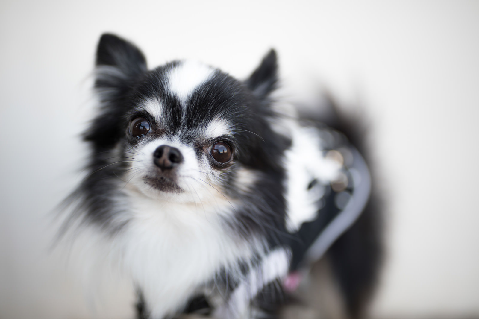 警戒する小型犬 チワワ の写真素材 ぱくたそ