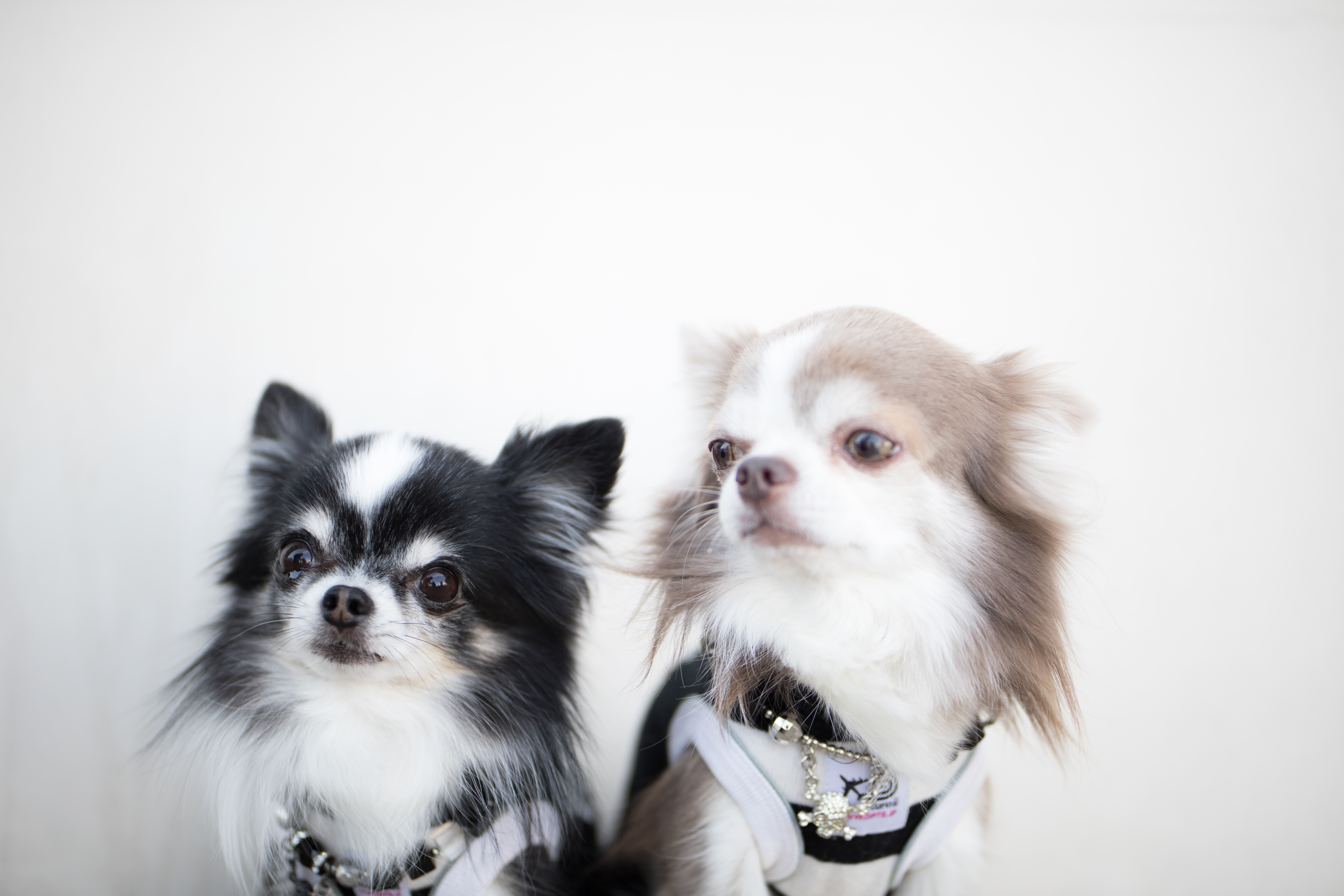 いたずらしたの僕らじゃないです チワワ の写真素材 ぱくたそ