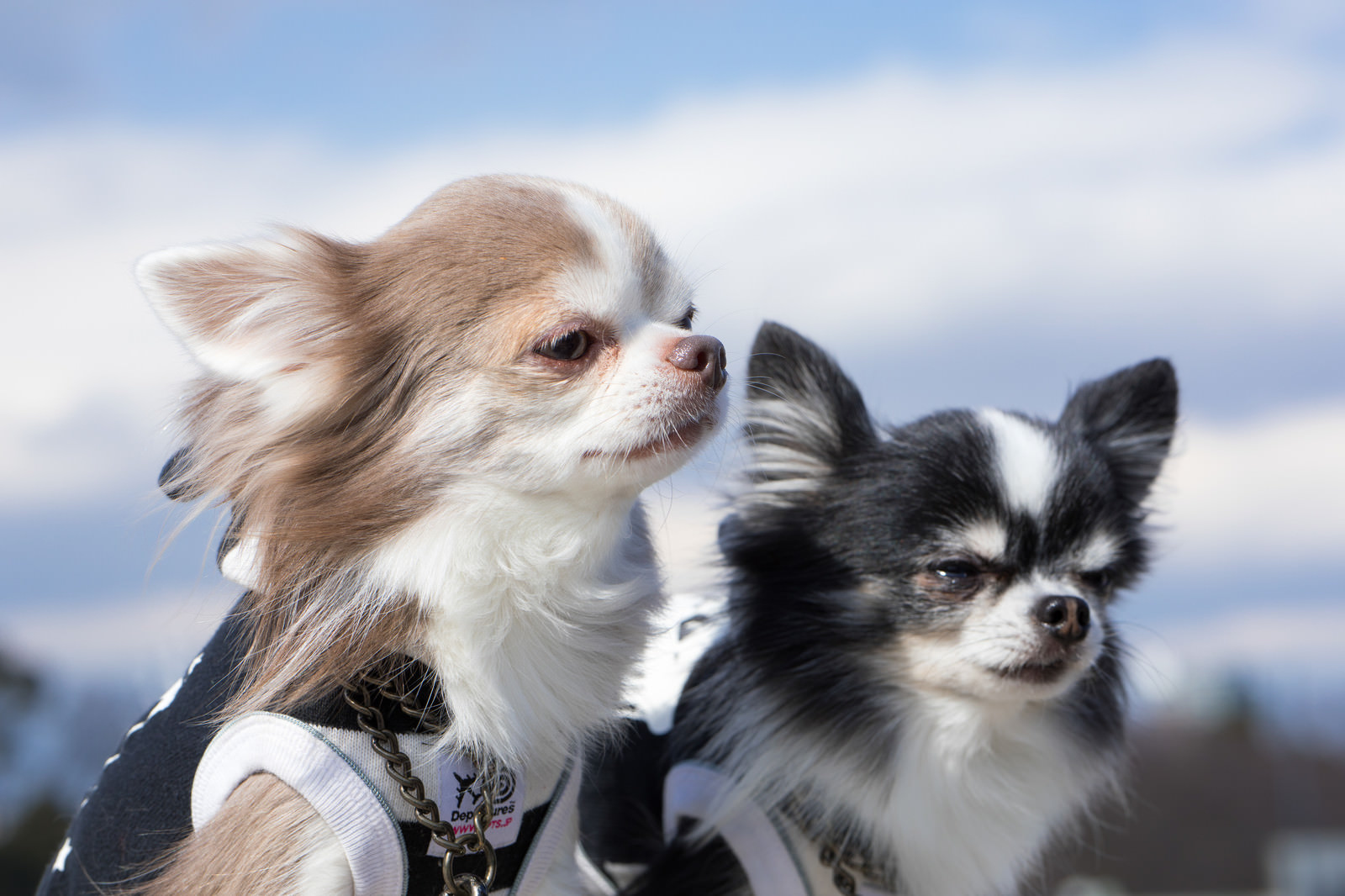 犬 寒くて帰りたいワン のフリー素材 ぱくたそ