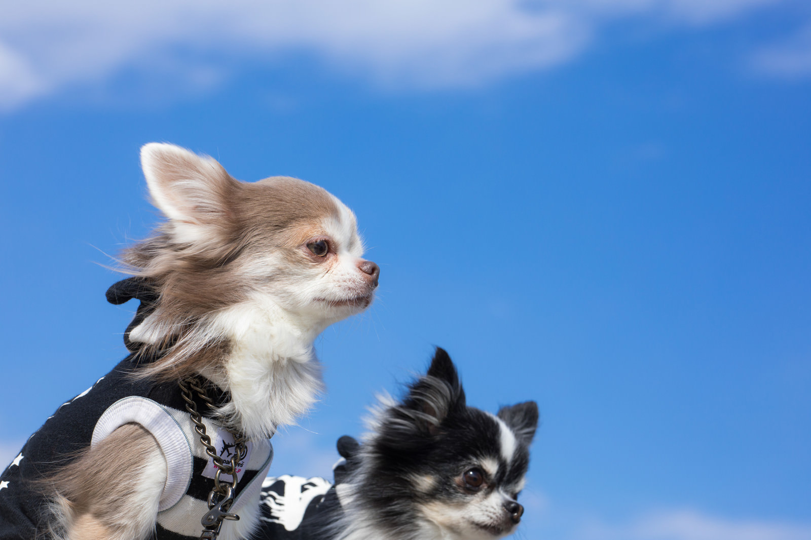 「青空とチワワ」の写真