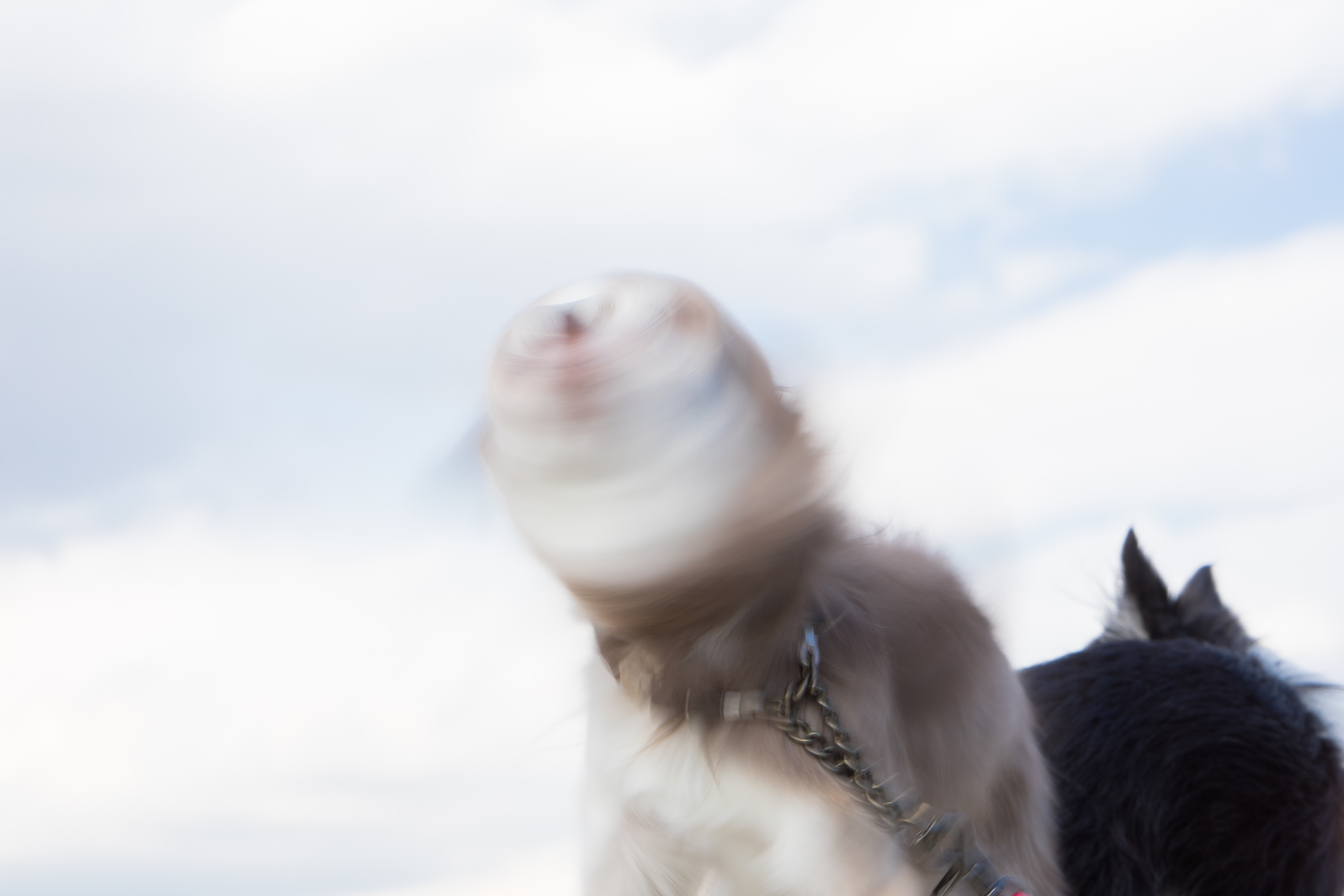 犬ドリルゴゴゴの写真を無料ダウンロード フリー素材 ぱくたそ 犬ドリルゴゴゴの写真を無料ダウンロード フリー素材 ぱくたそ