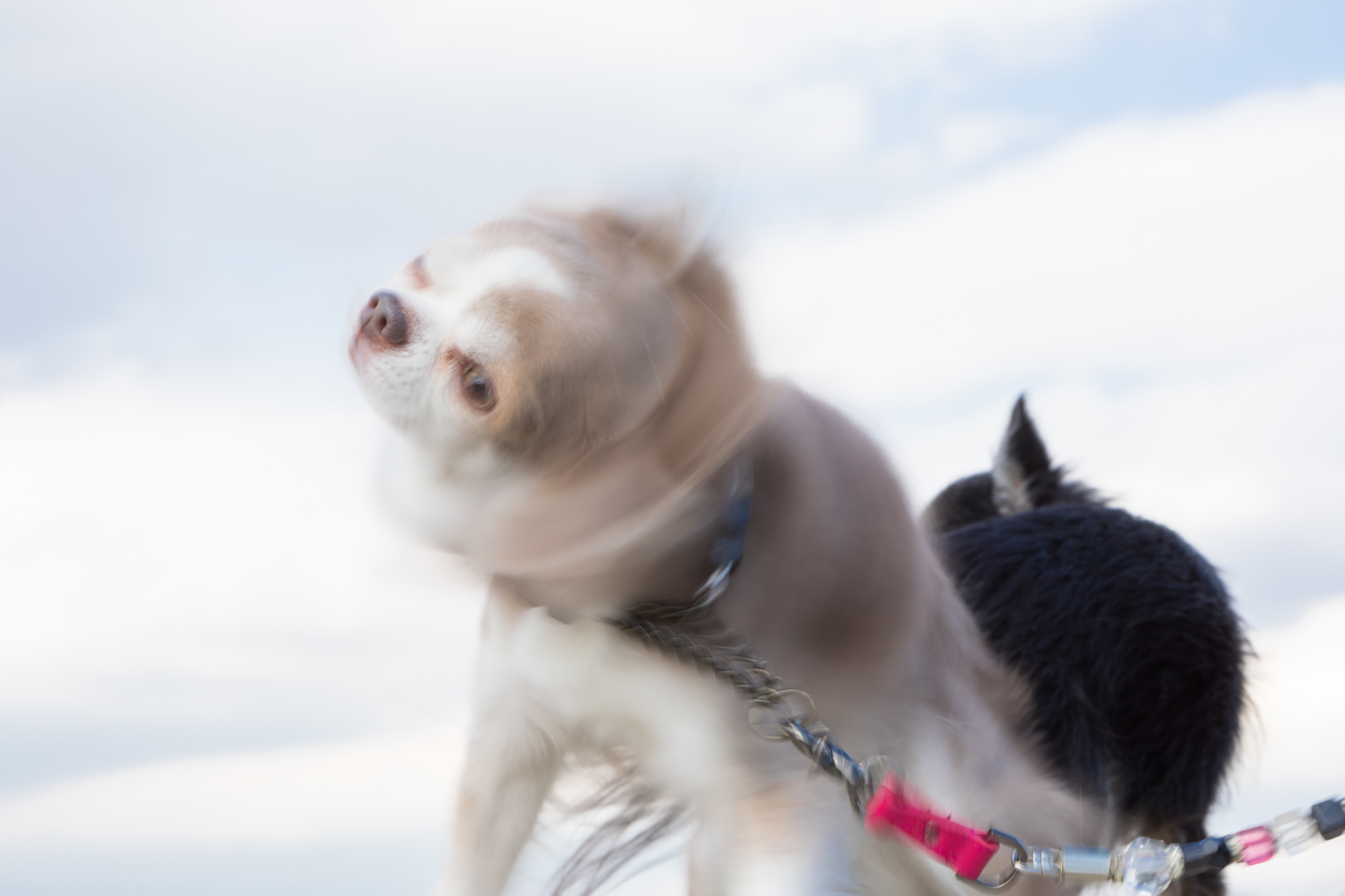 チワワドリルの写真素材 ぱくたそ