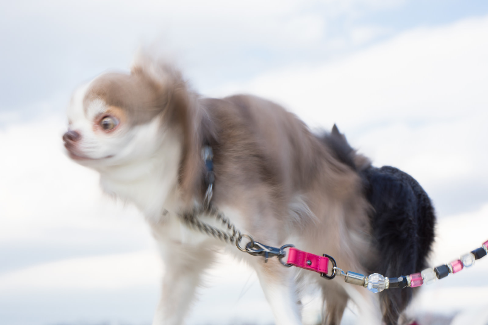 「クワックワッ」のフリー写真素材を拡大