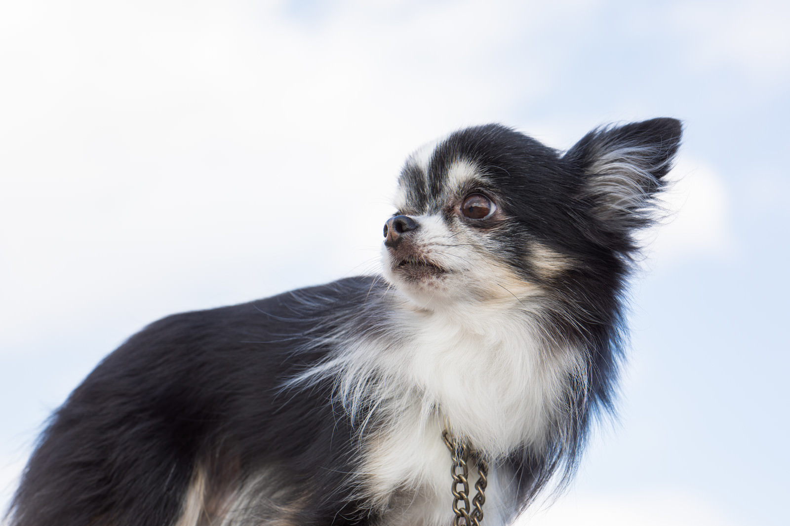 「振り返る犬」