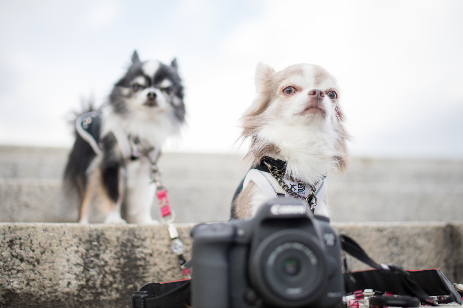 「犬の撮影会に来ました犬の撮影会に来ました」のフリー写真素材を拡大