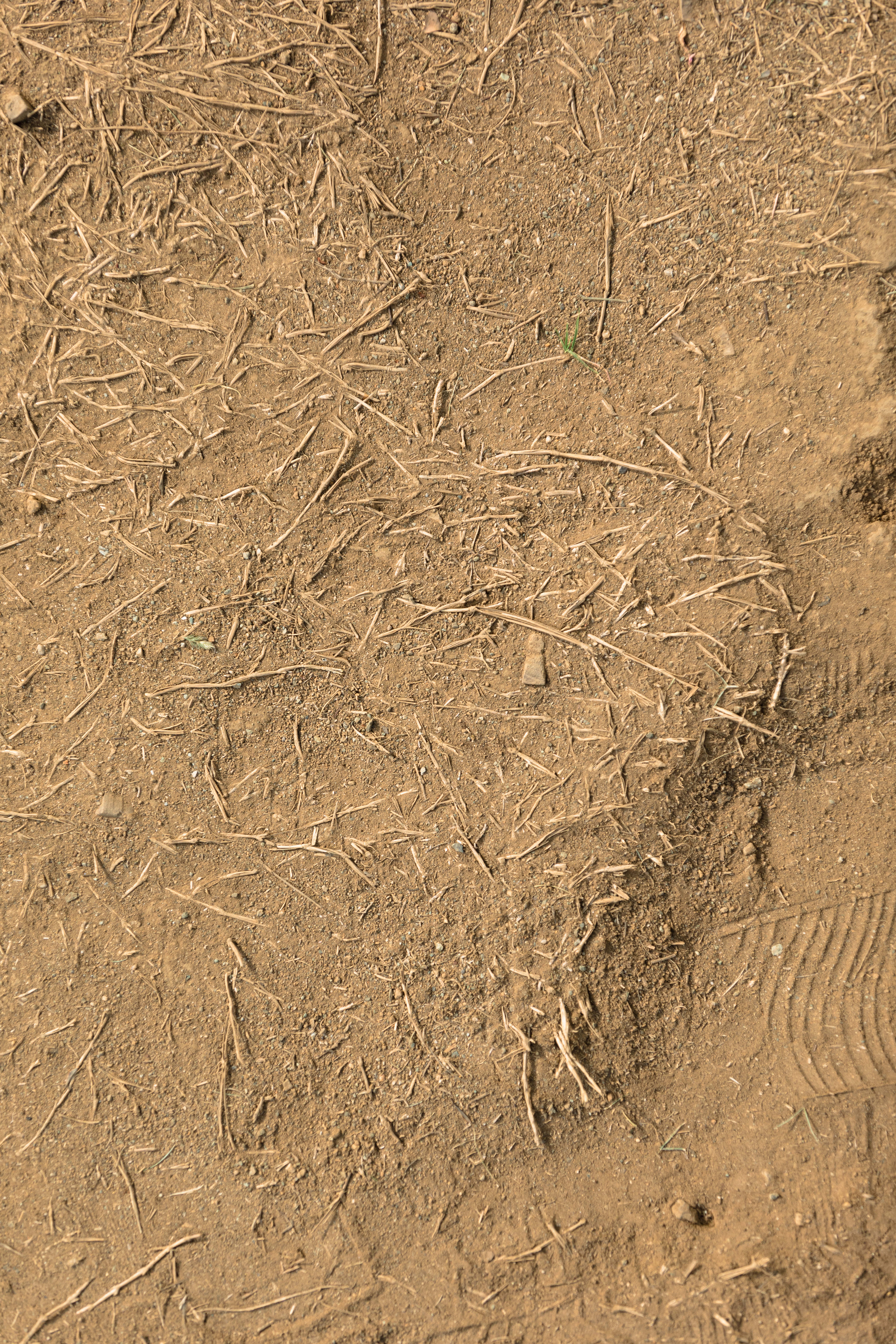 根が残る土の上 テクスチャ のフリー素材 ぱくたそ