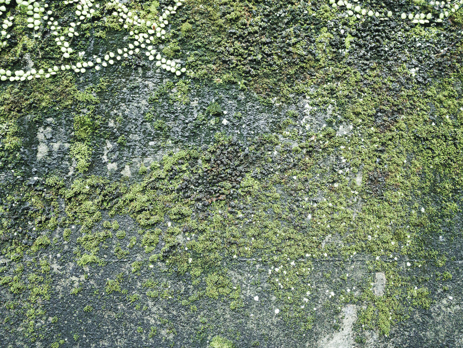 「苔むした壁（テクスチャー） | フリー素材のぱくたそ」の写真
