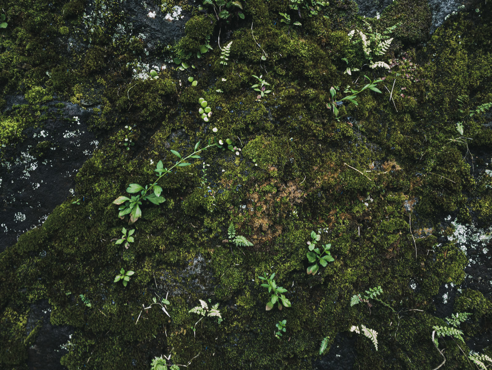 「覆われた苔から伸びる草 | フリー素材のぱくたそ」の写真
