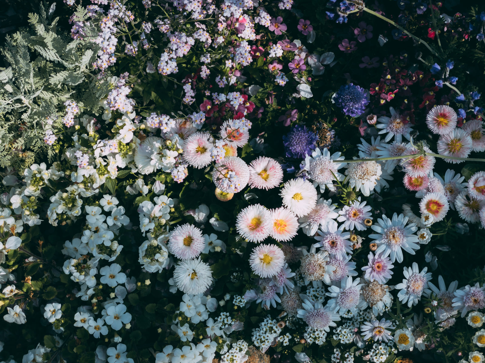 「色々な花が植えられた花壇」の写真