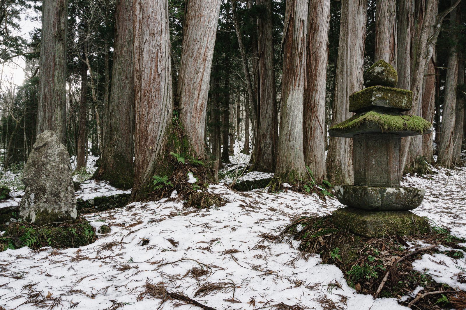 大乗妙典一字一石書写碑と法華多宝塔側の背後から見る杉並木の