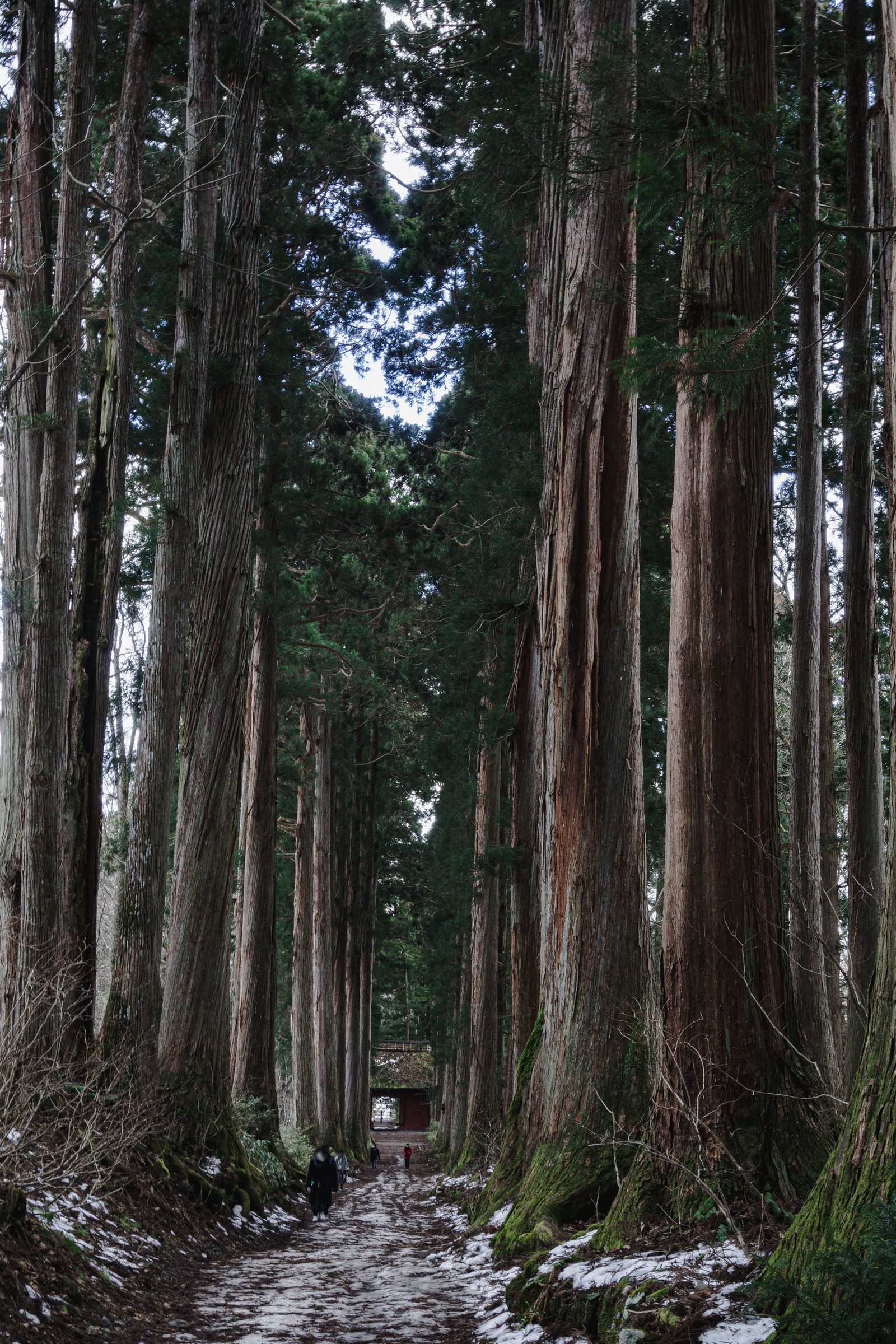 奥社側から見る杉並木と随神門の写真素材 ぱくたそ