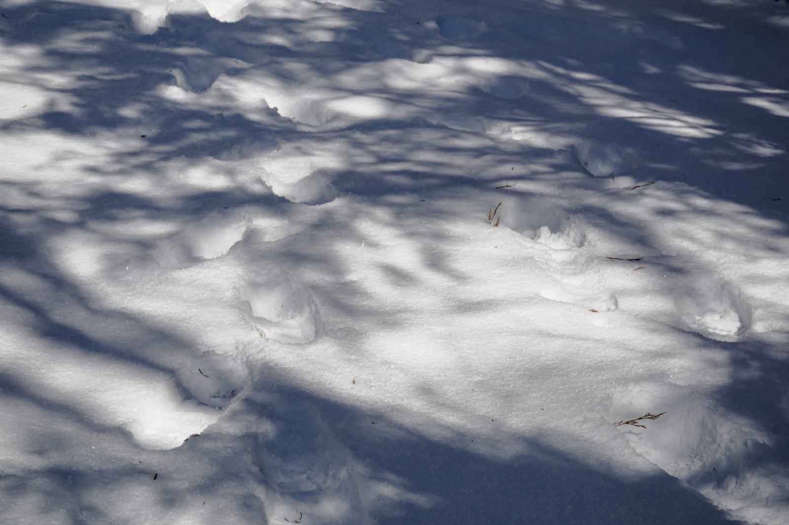 「木々の影と足跡が模様を描く雪上の様子 | フリー素材のぱくたそ」の写真