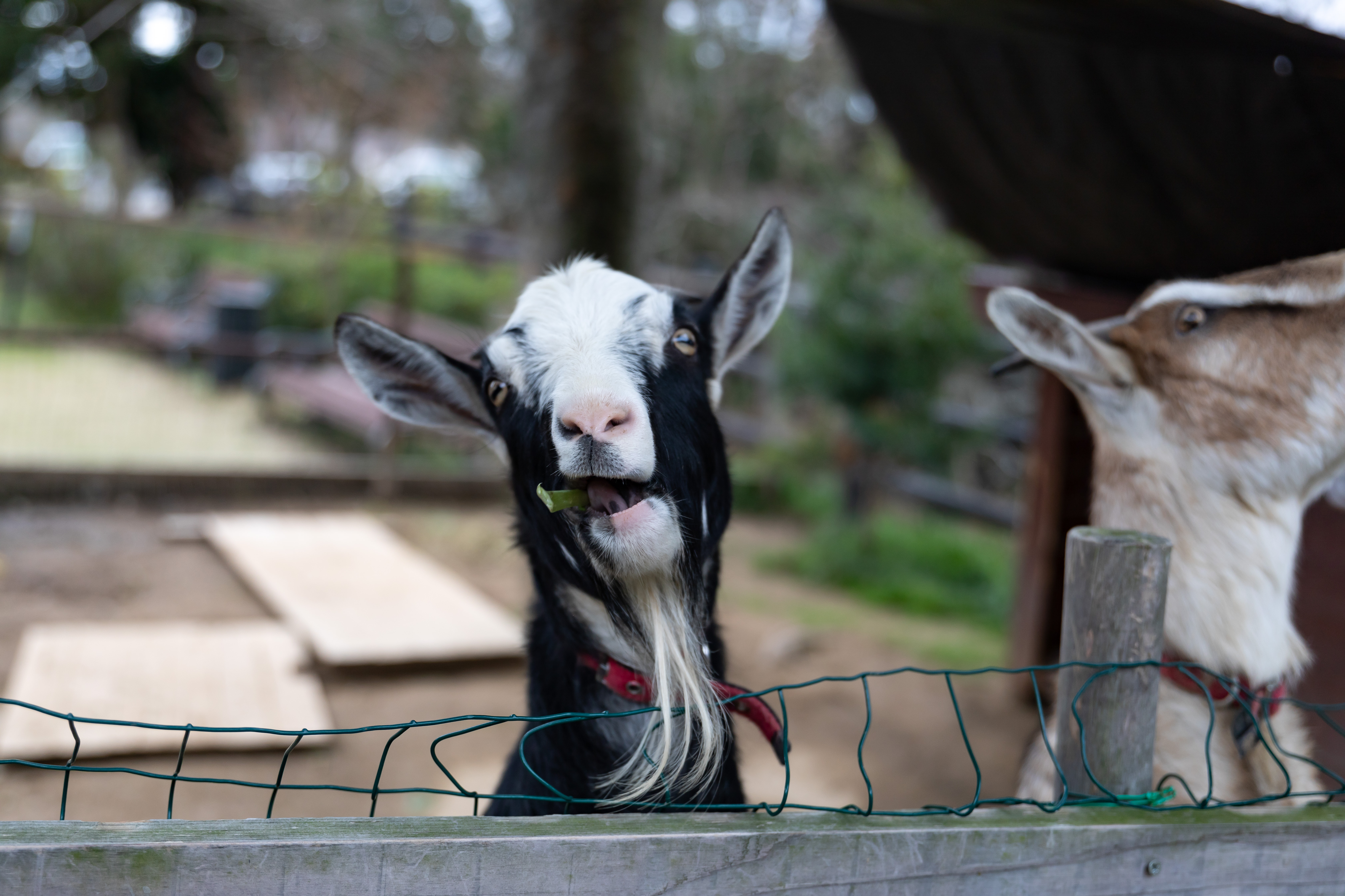 餌ウメェー むしゃむしゃ の写真素材 ぱくたそ
