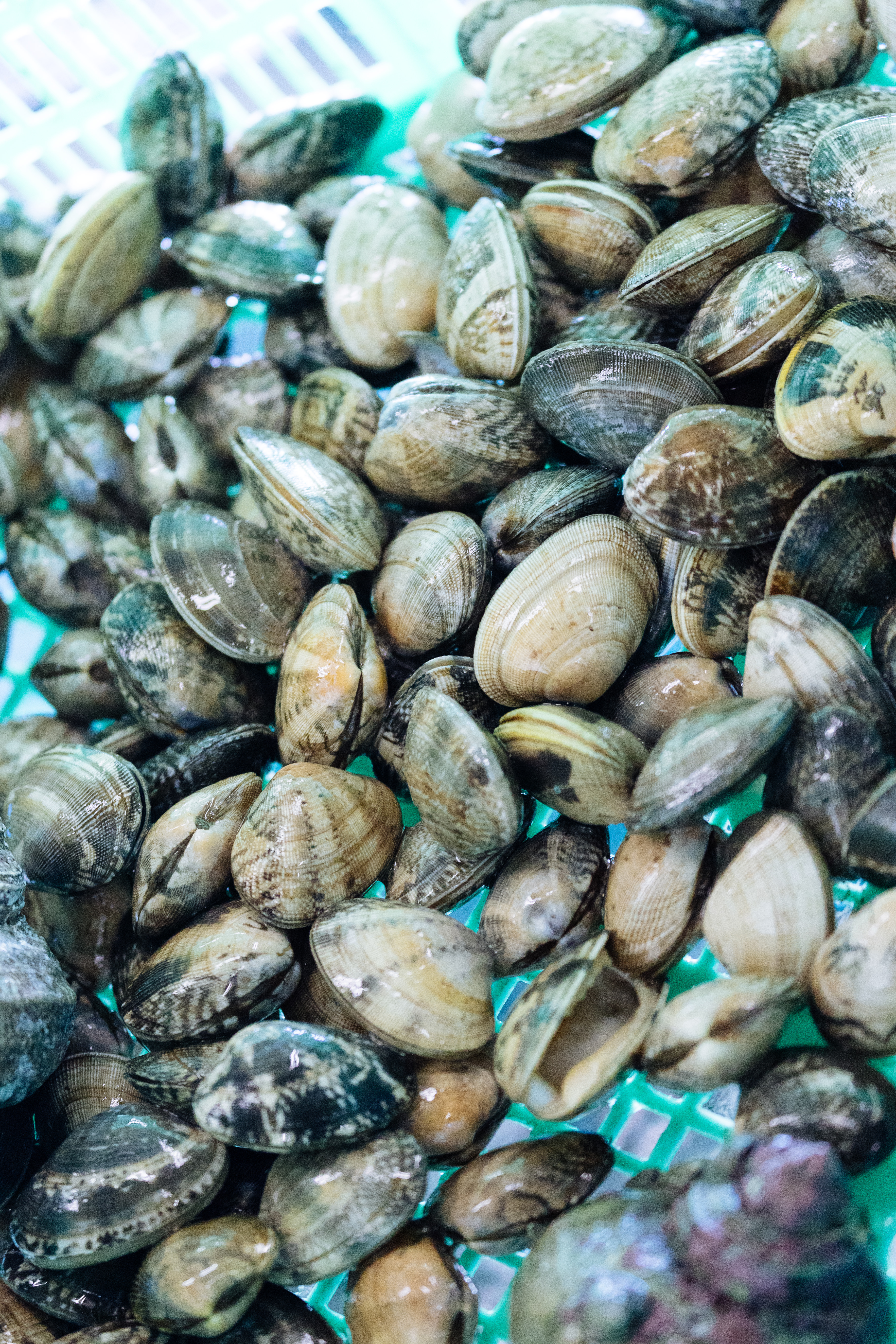 大村湾で獲れたあさりの写真素材 ぱくたそ