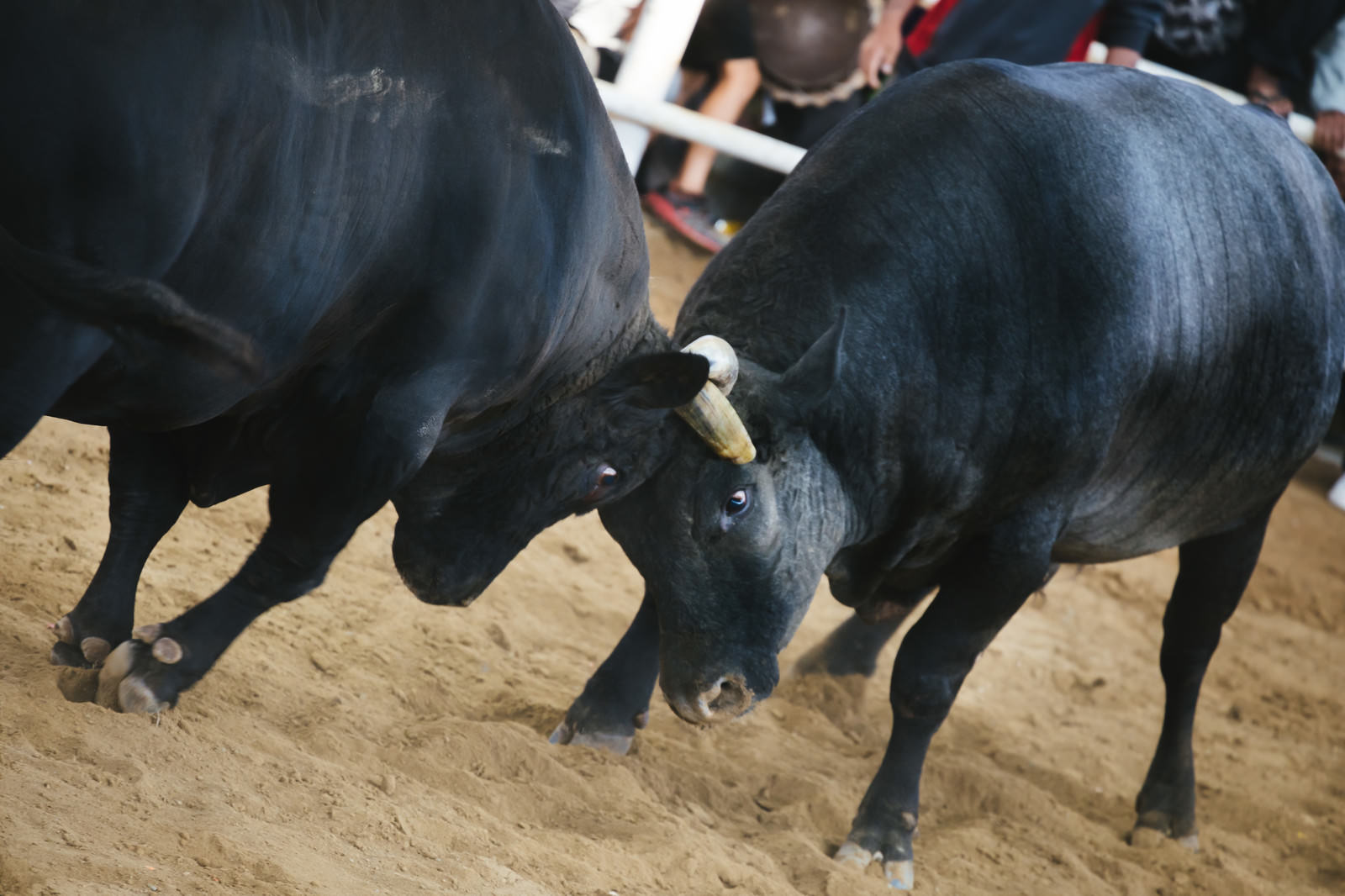 「徳之島で開催される闘牛 | フリー素材のぱくたそ」の写真