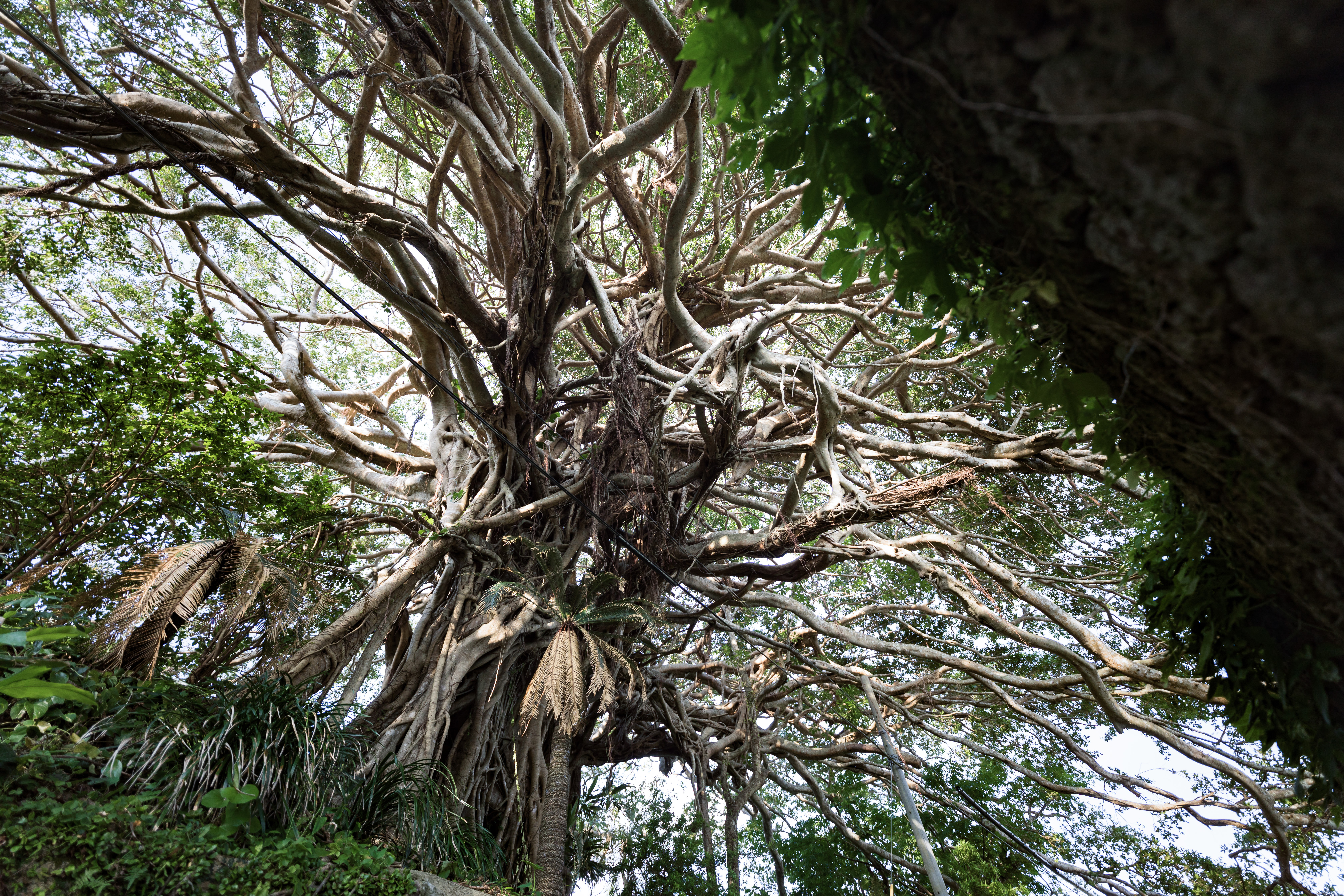 徳之島のガジュマルの巨木 樹齢300年 の写真 画像 フリー素材 ぱくたそ