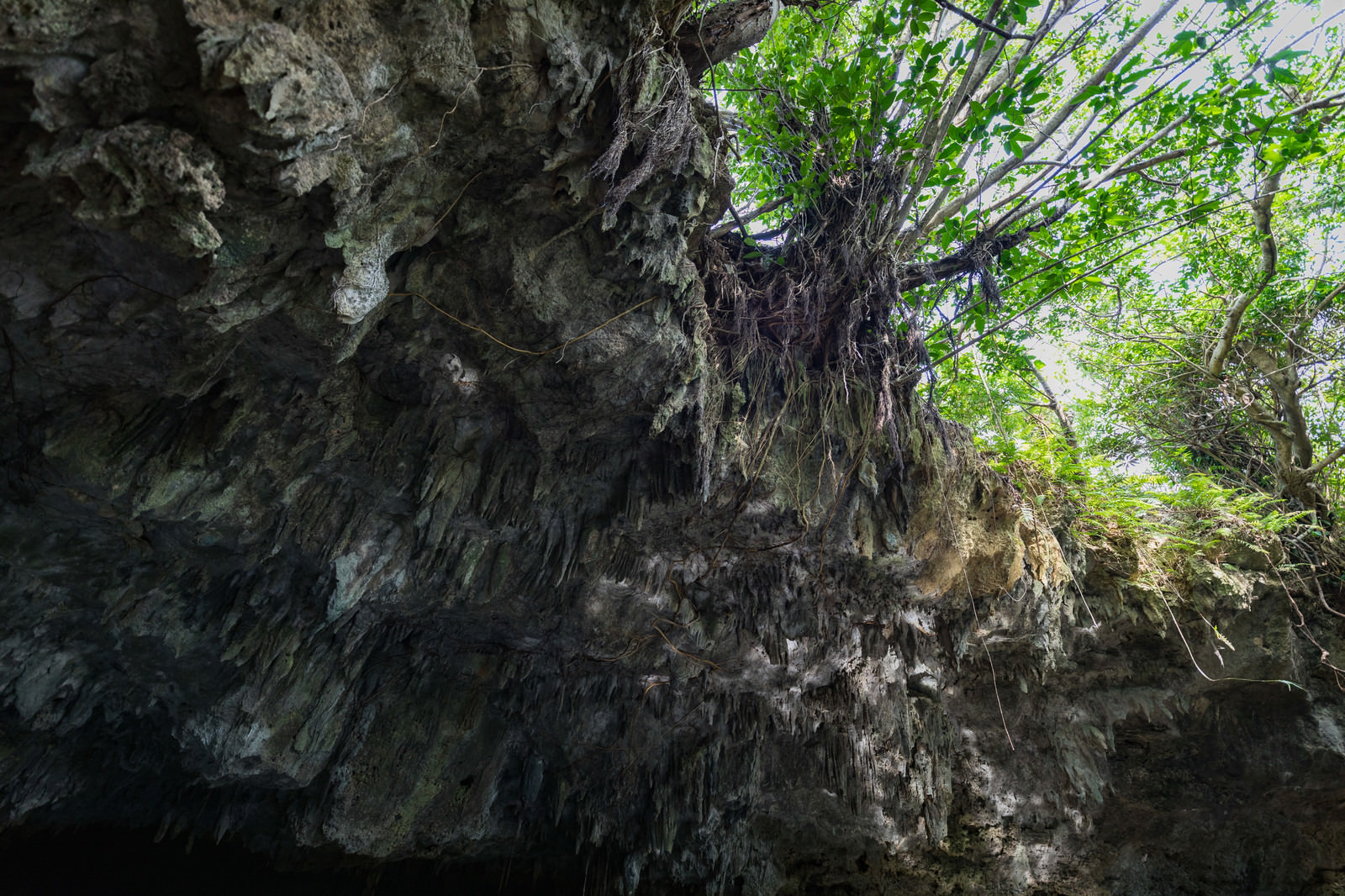 「ウンブキの鍾乳洞とガジュマル」の写真