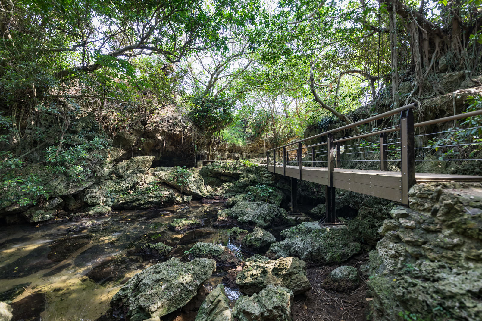木々に囲まれるウンブキ前の遊歩道の写真素材 ぱくたそ