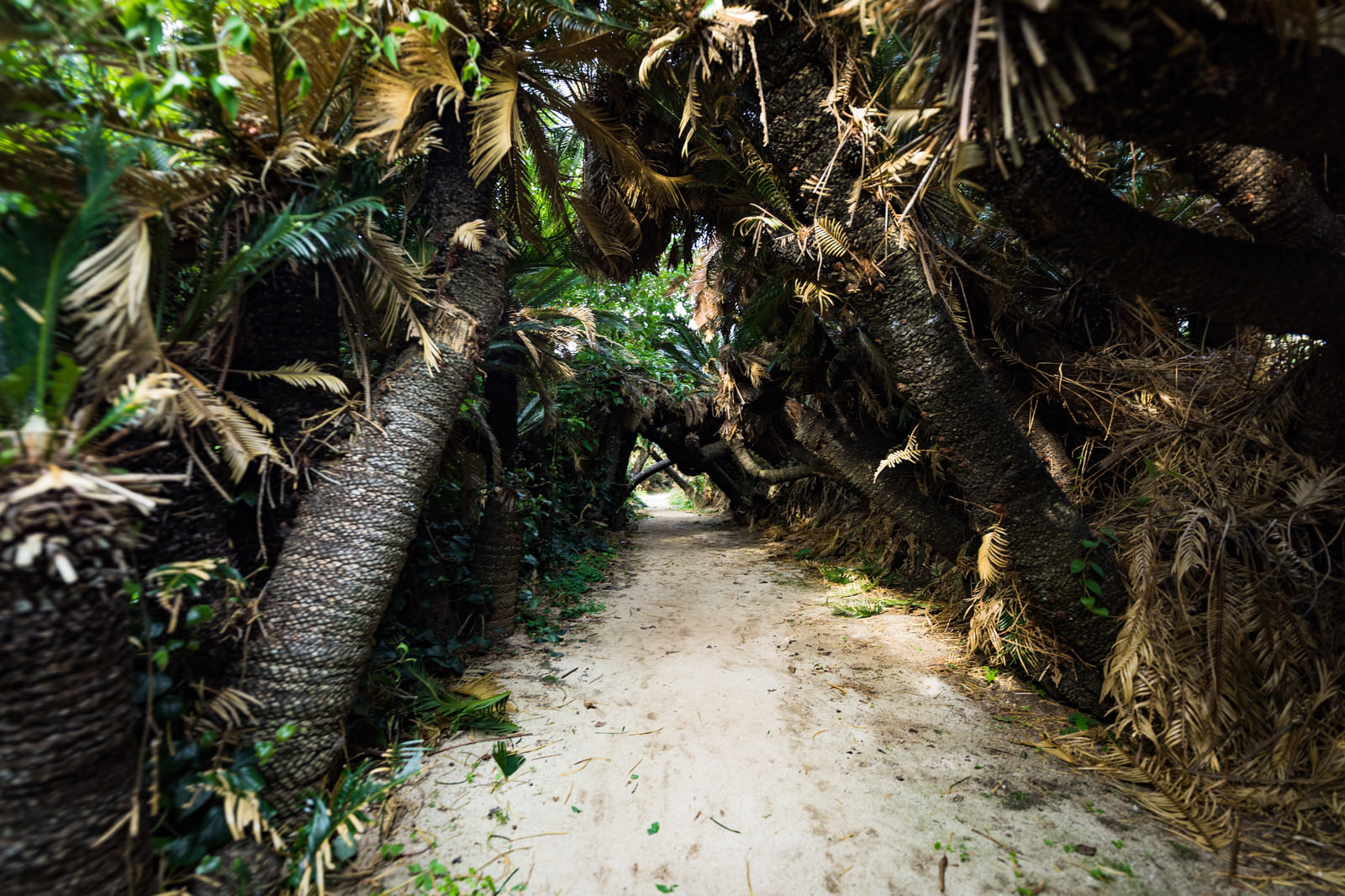 「巨大なソテツで囲まれた金見崎ソテツトンネル（徳之島） | フリー素材のぱくたそ」の写真