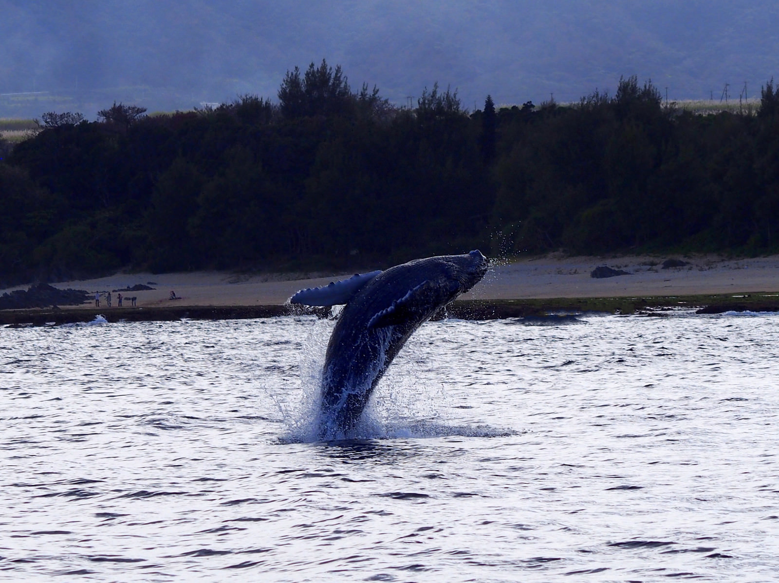 「ザトウクジラのジャンプ（徳之島）」