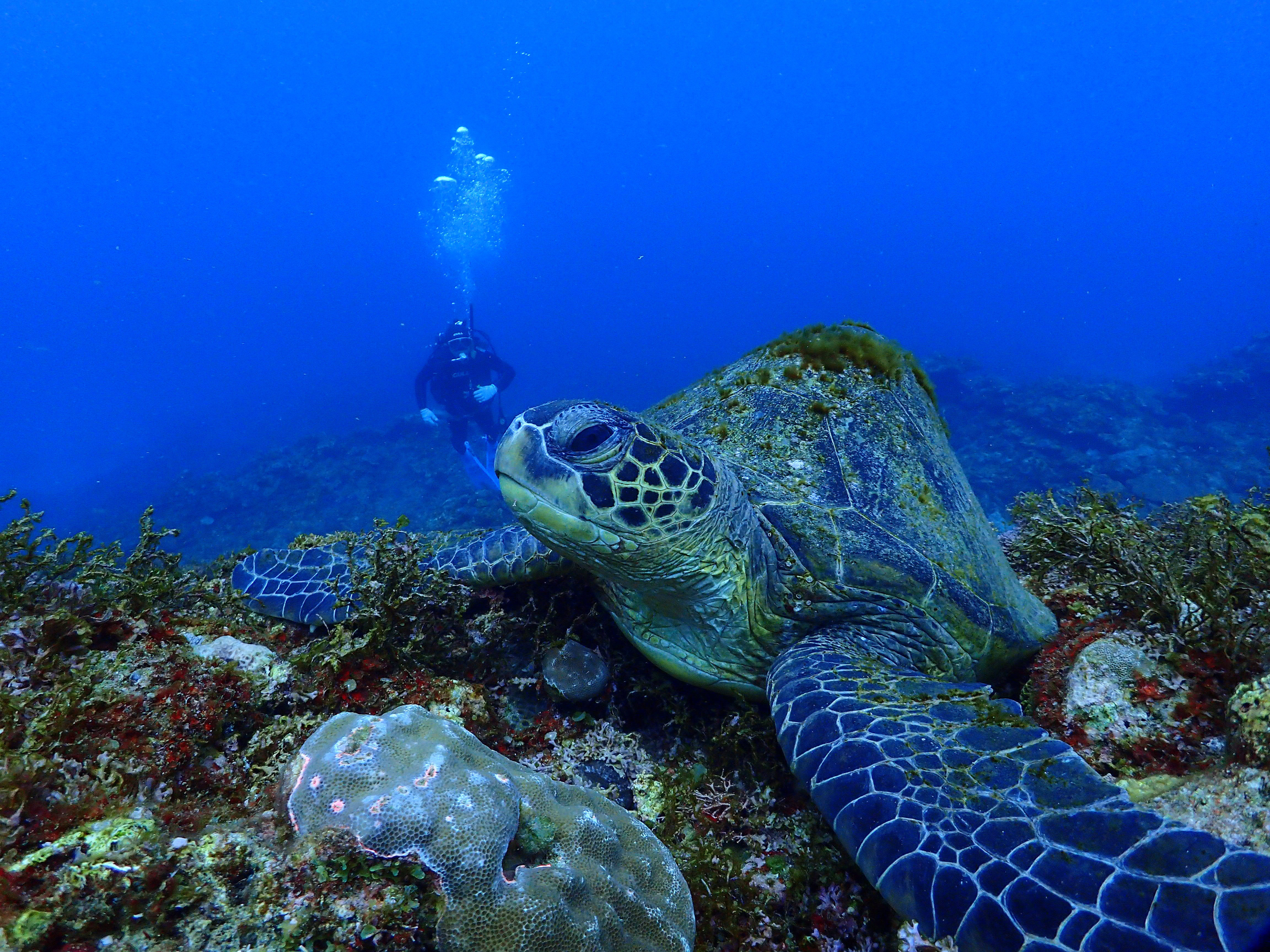海中を泳ぐ大きなウミガメの写真を無料ダウンロード フリー素材 ぱくたそ