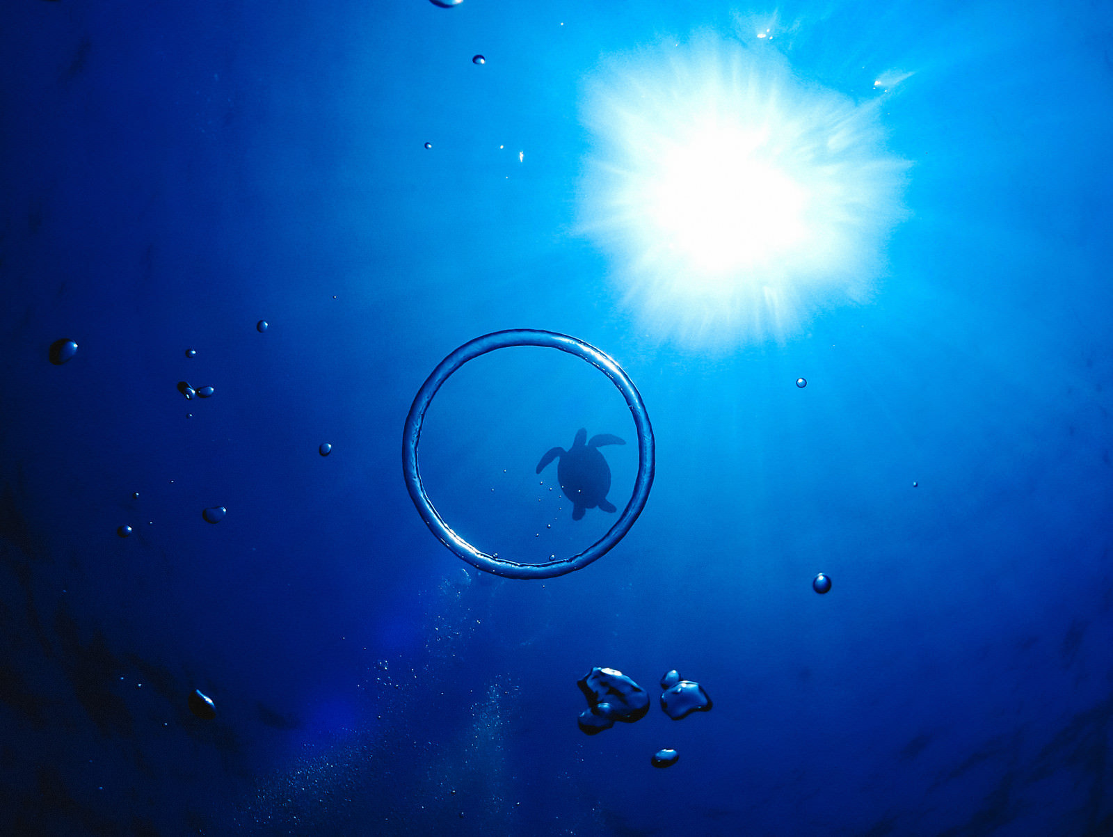 「エアーの輪っかと海亀のシルエット」の写真