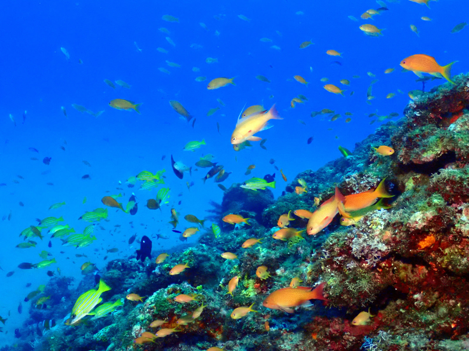 徳之島の熱帯魚の写真素材 ぱくたそ